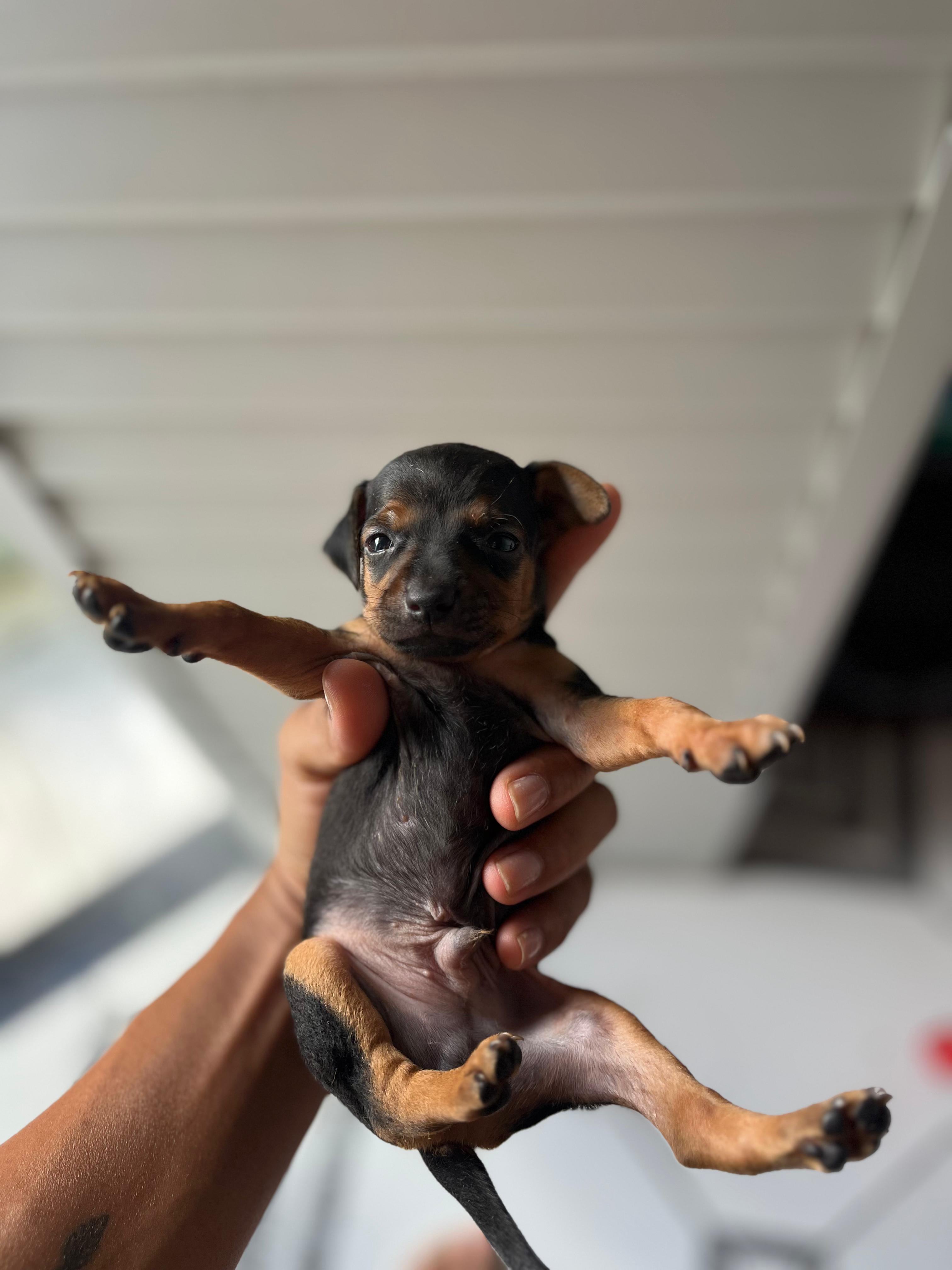 Portal Vendocão PINSHER 0 Salavador