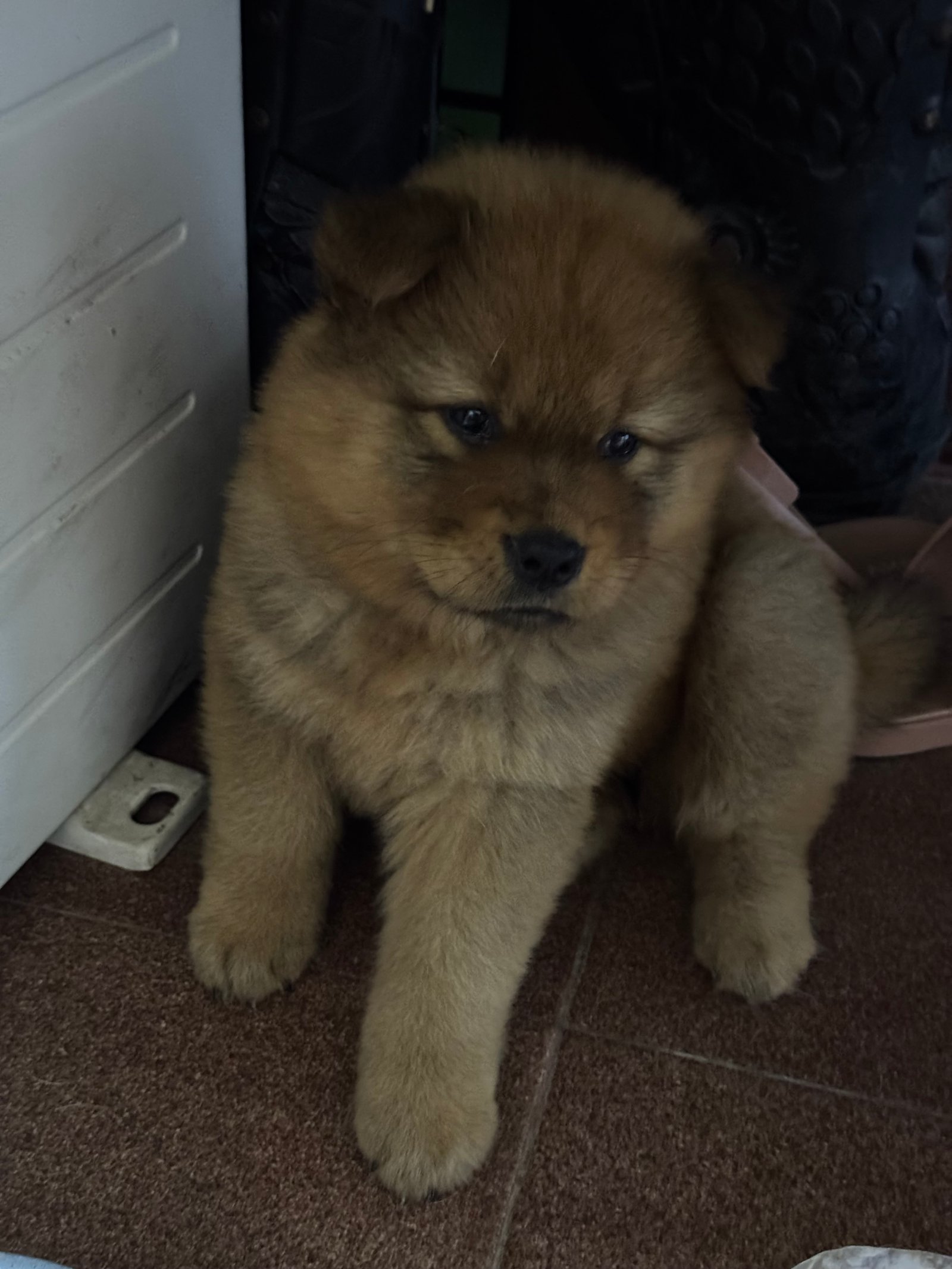 Chow-Chow Filhotes - Foto 4