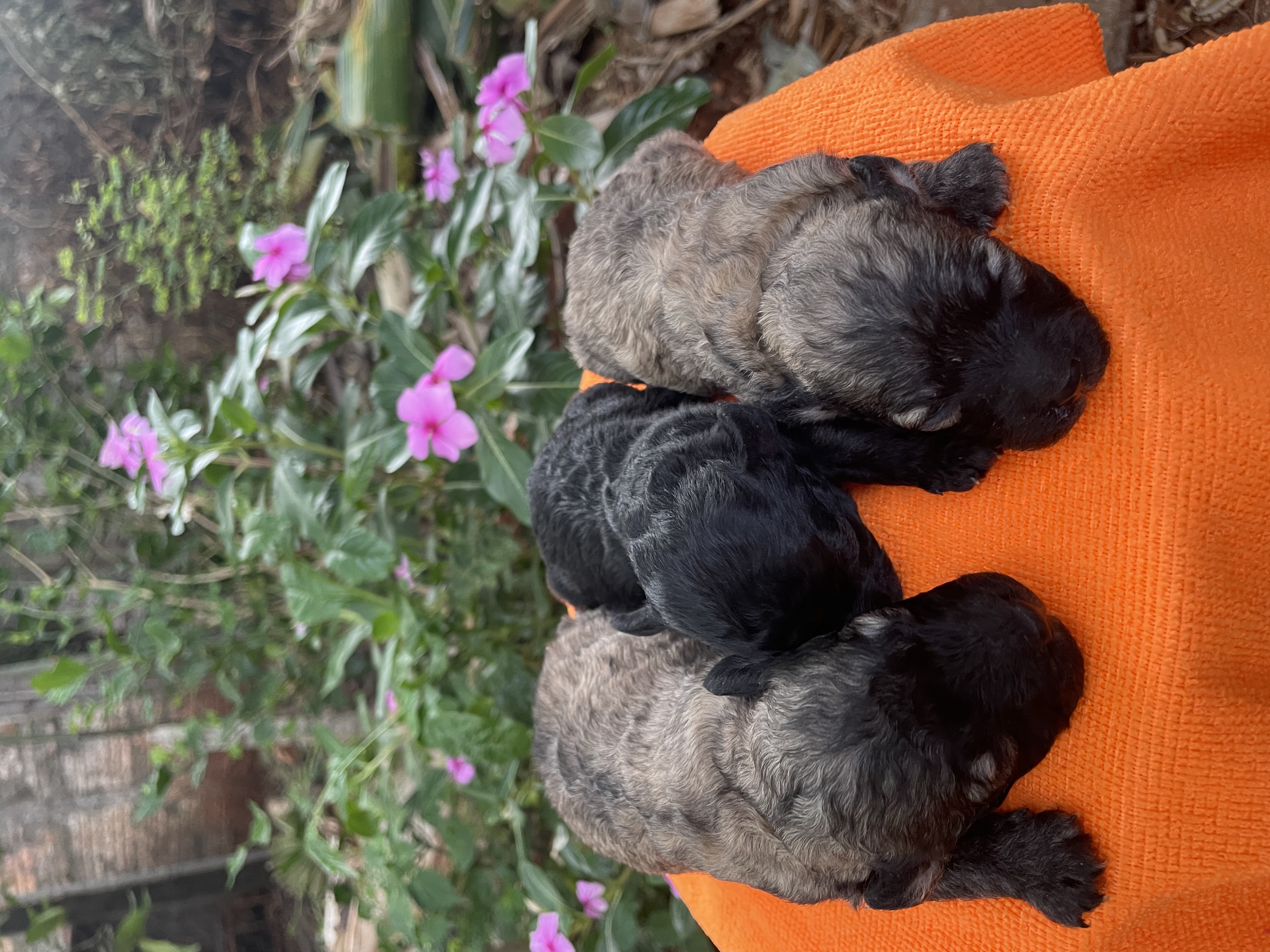 Portal Vendocão Filhotes de poodle Cascavel