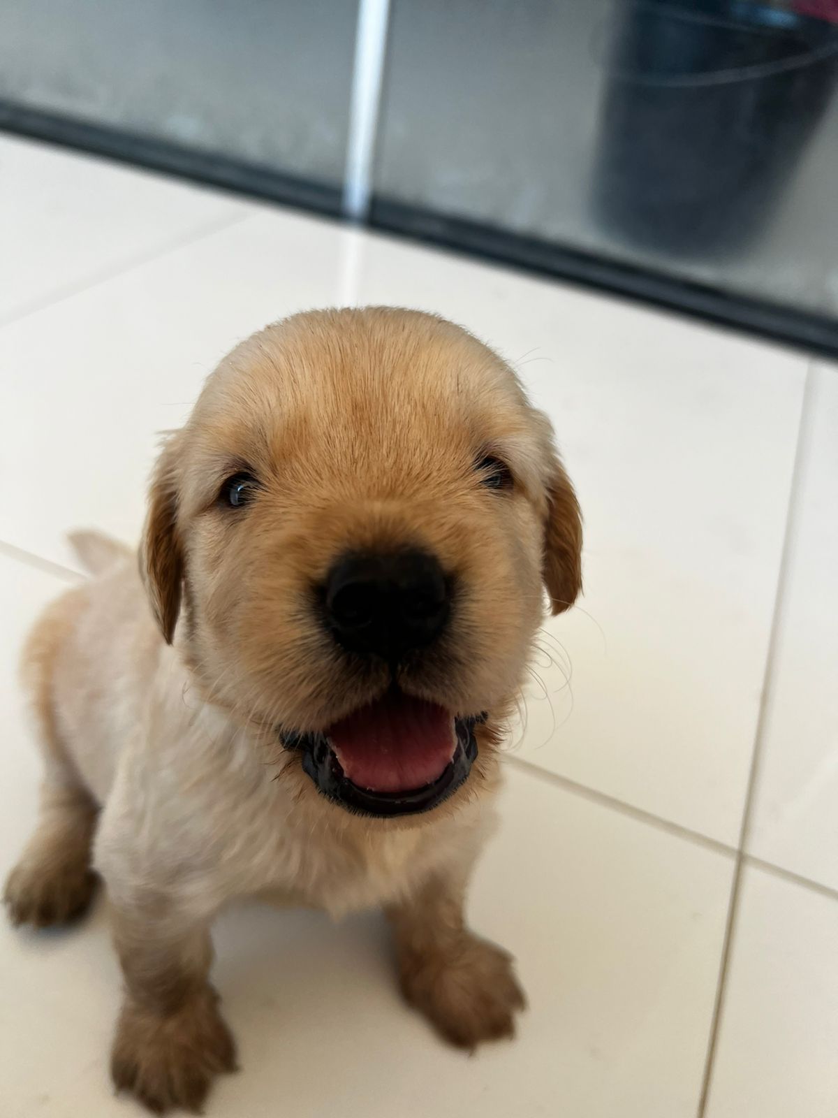 filhotes de Golden Retriever PETROLINA