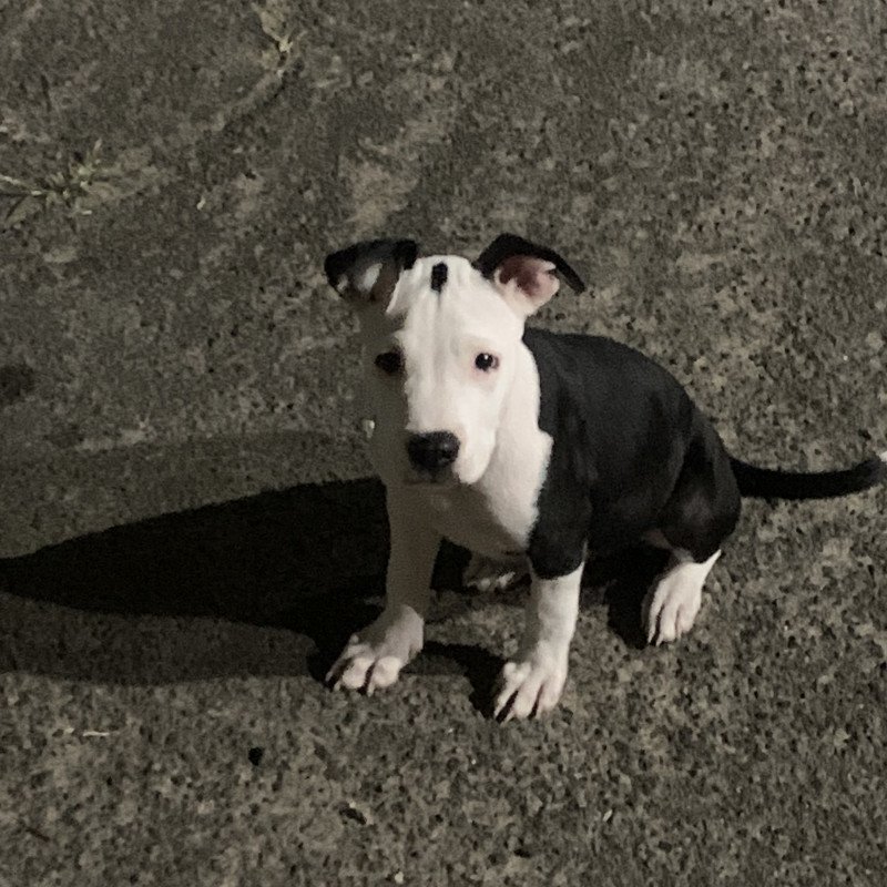 Filhote de pitbull