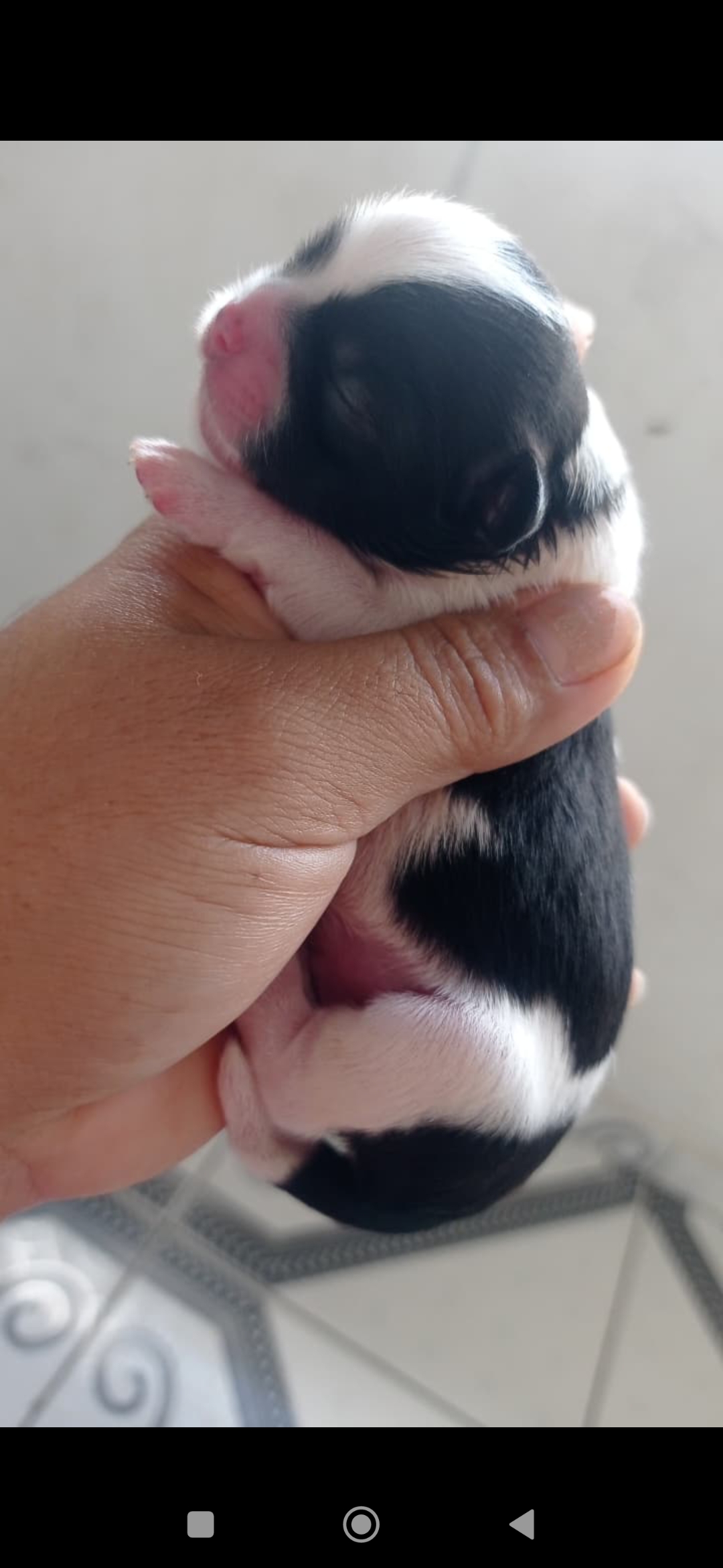 Portal Vendocão Vendo Shitzu  Salvador