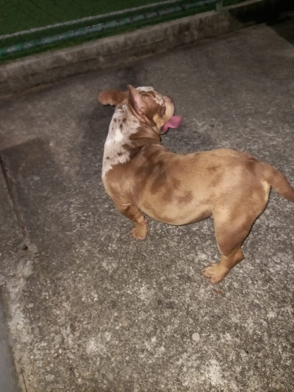 Portal Vendocão American Bully  Palhoça 