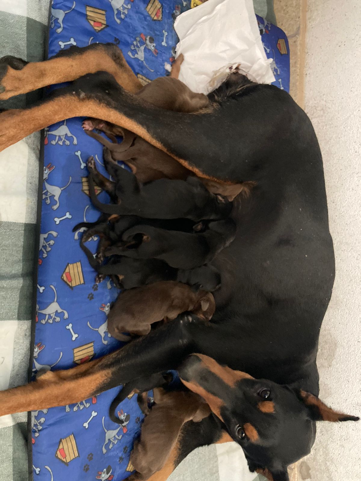 Portal Vendocão Filhotes Dobermann Arcos