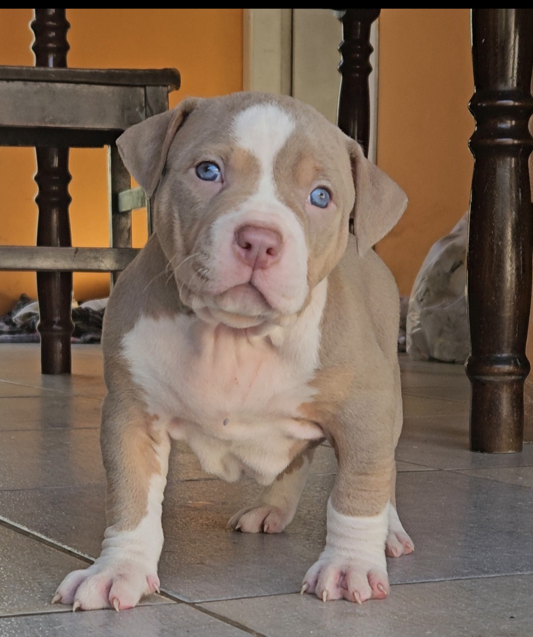 Portal Vendocão Filhote American Bully XL / Pit Monster Curitiba 
