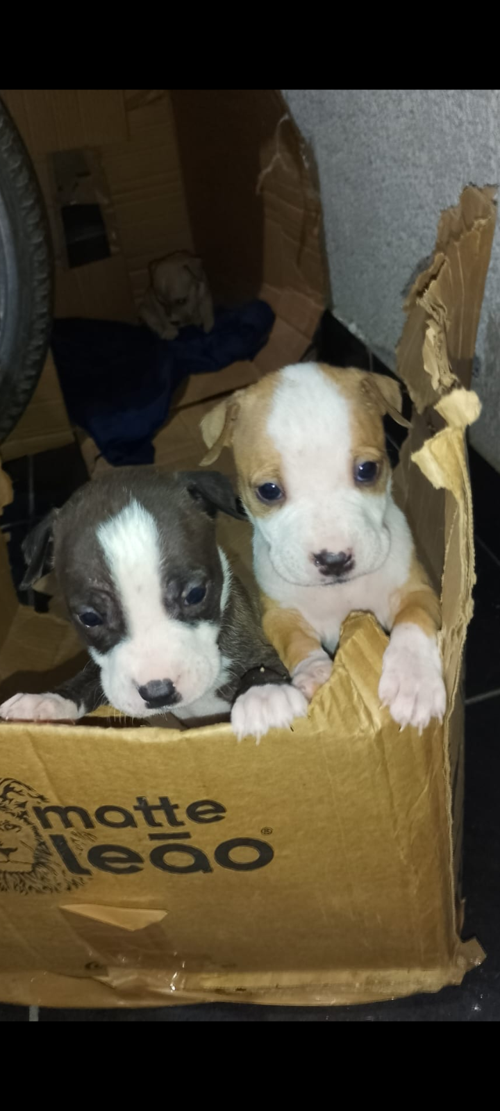 Portal Vendocão Filhotes de American bully Nova iguaçu 