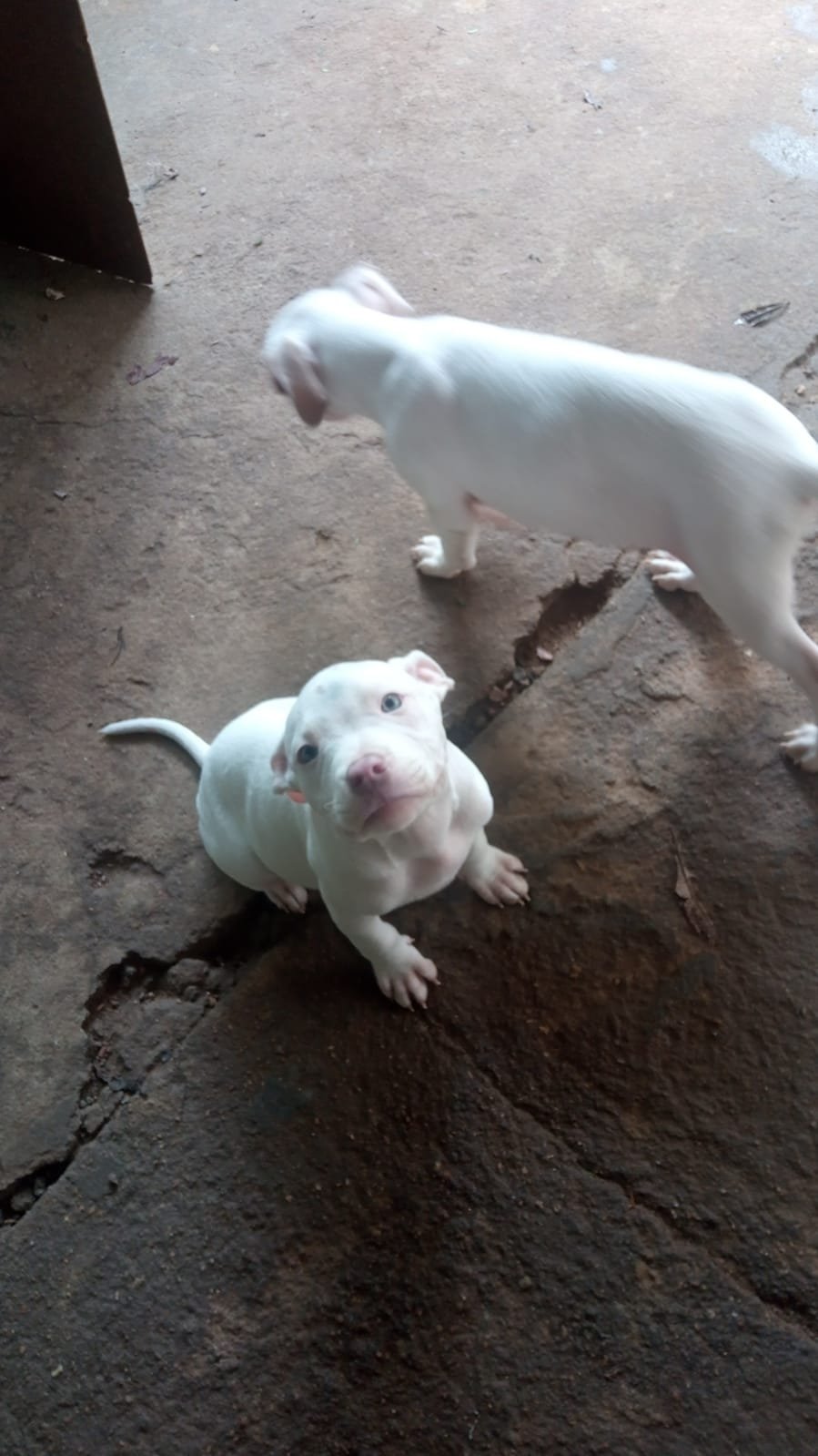 Pit Bull  - Foto 1