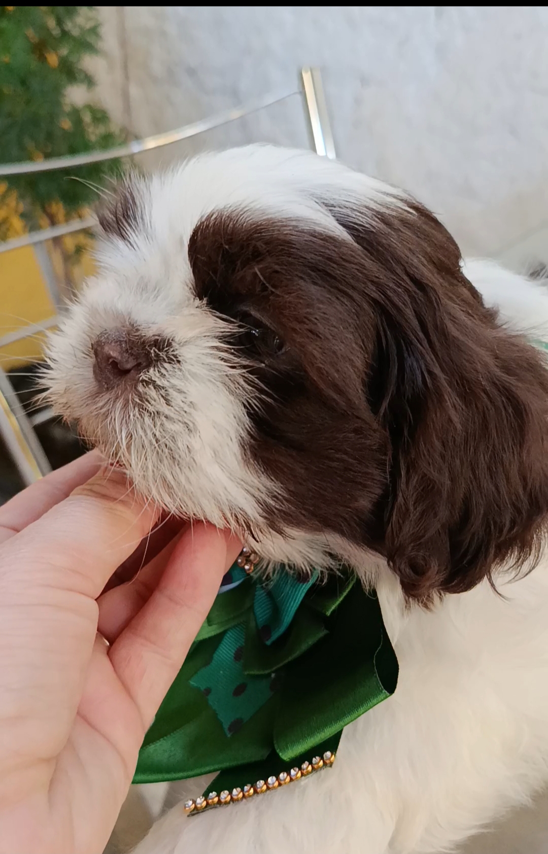 Portal Vendocão Shih Tzu  Duque de caxias