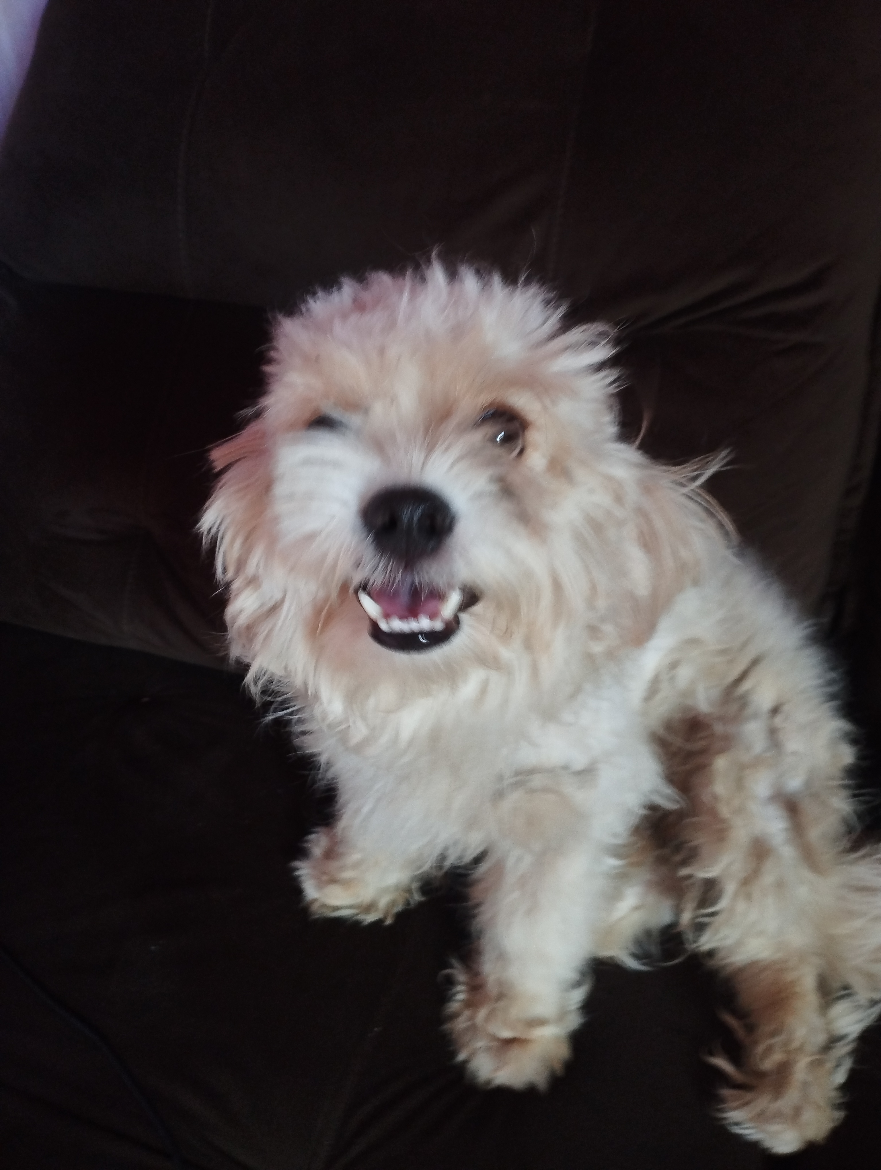 Portal Vendocão Cachorro filhote Porto Velho