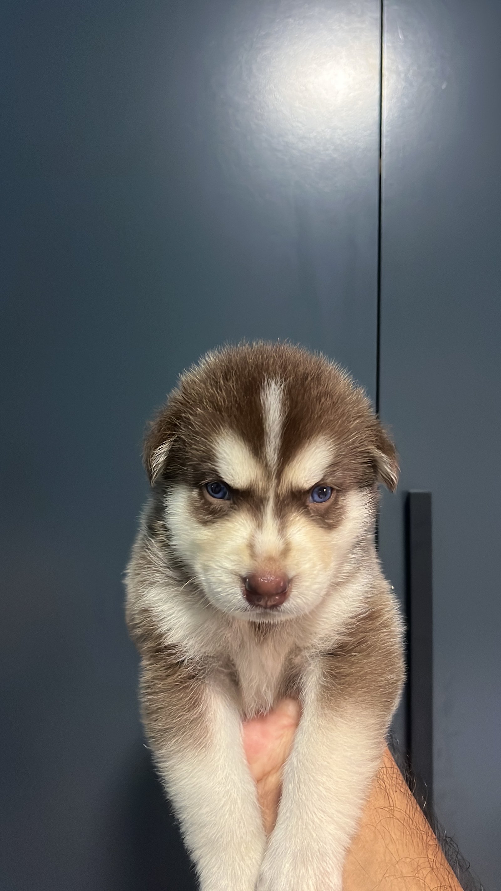 Husky siberiano  - Foto 5
