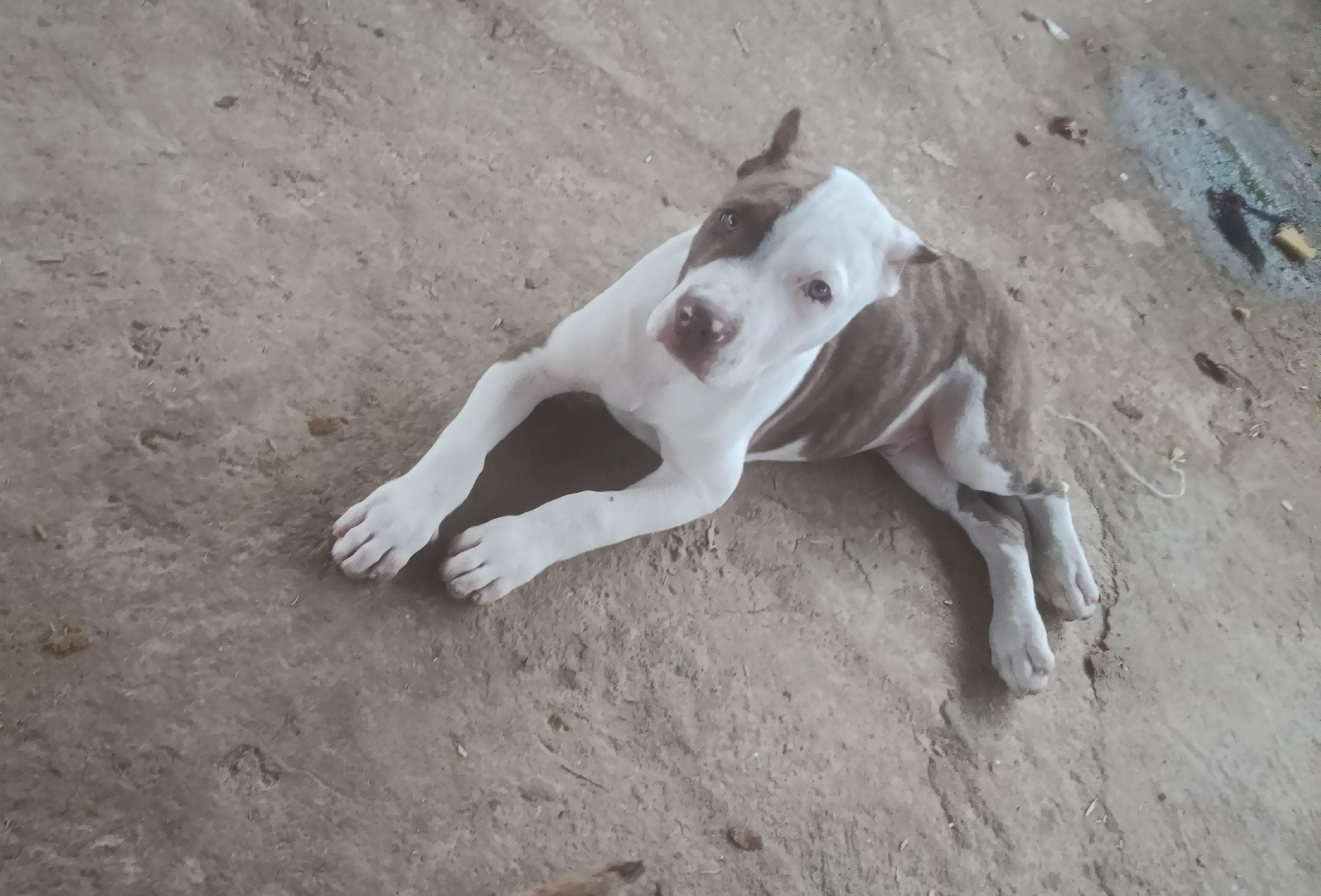Vendo filhotes de Pit Bull  - Foto 3