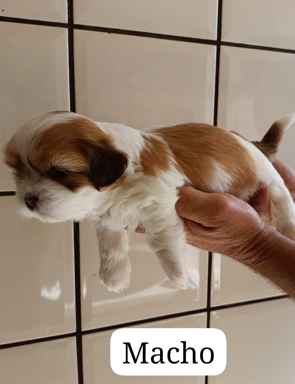 FILHOTES MACHOS DE LHASA APSO 
