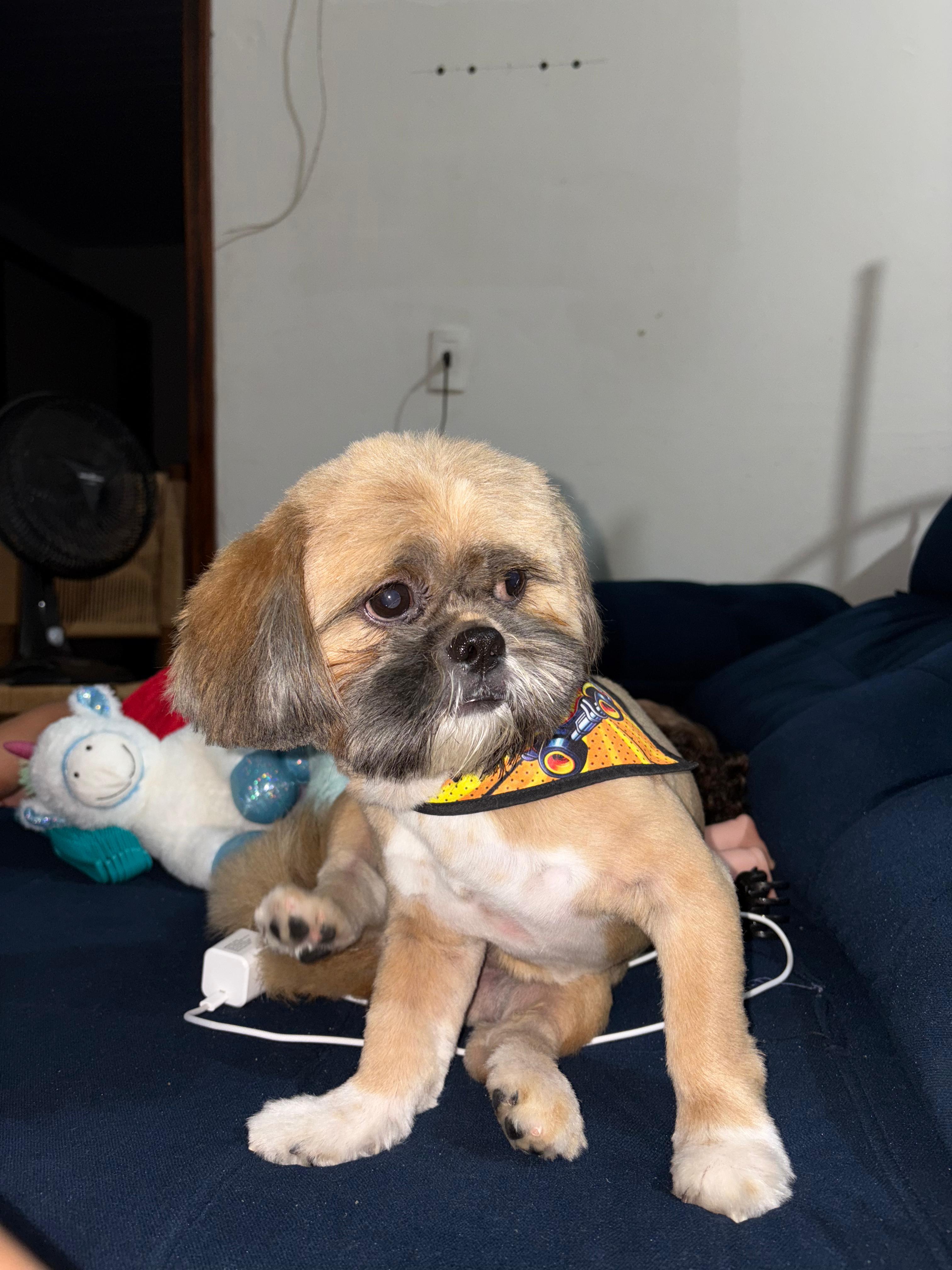 Portal Vendocão Venda de cachorro  Joinville