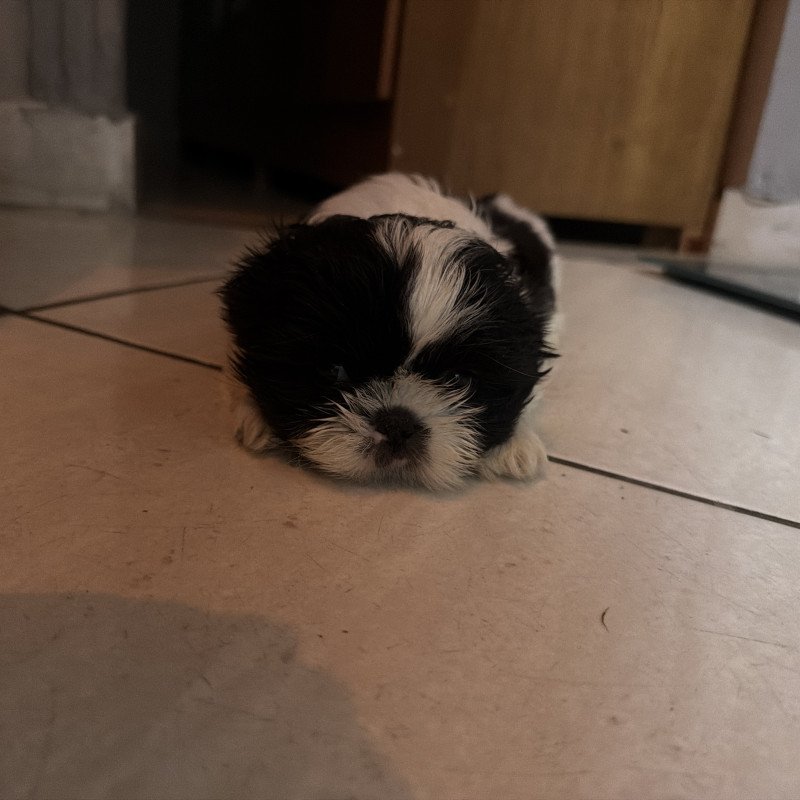 Shihtzu fêmea pura