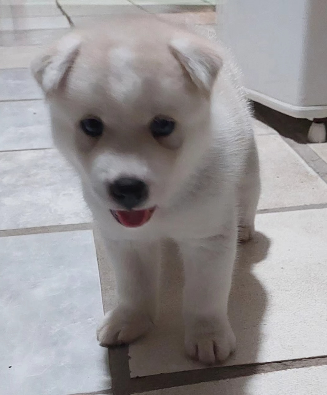 Portal Vendocão Filhote macho com 48 dias  Jaboatão dos Guararapes