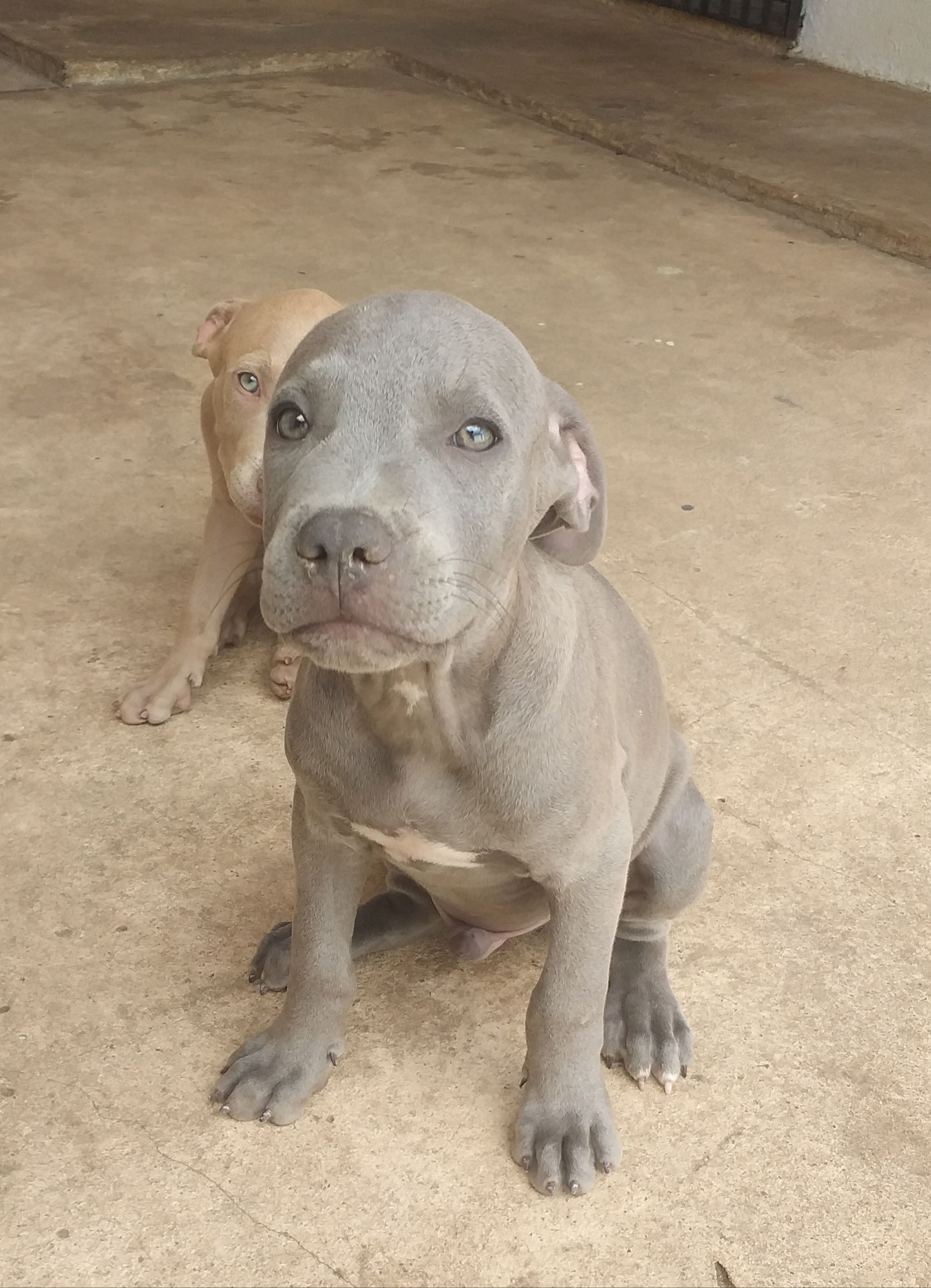 Portal Vendocão Filhote Pitbull/ Apbt São Luís 