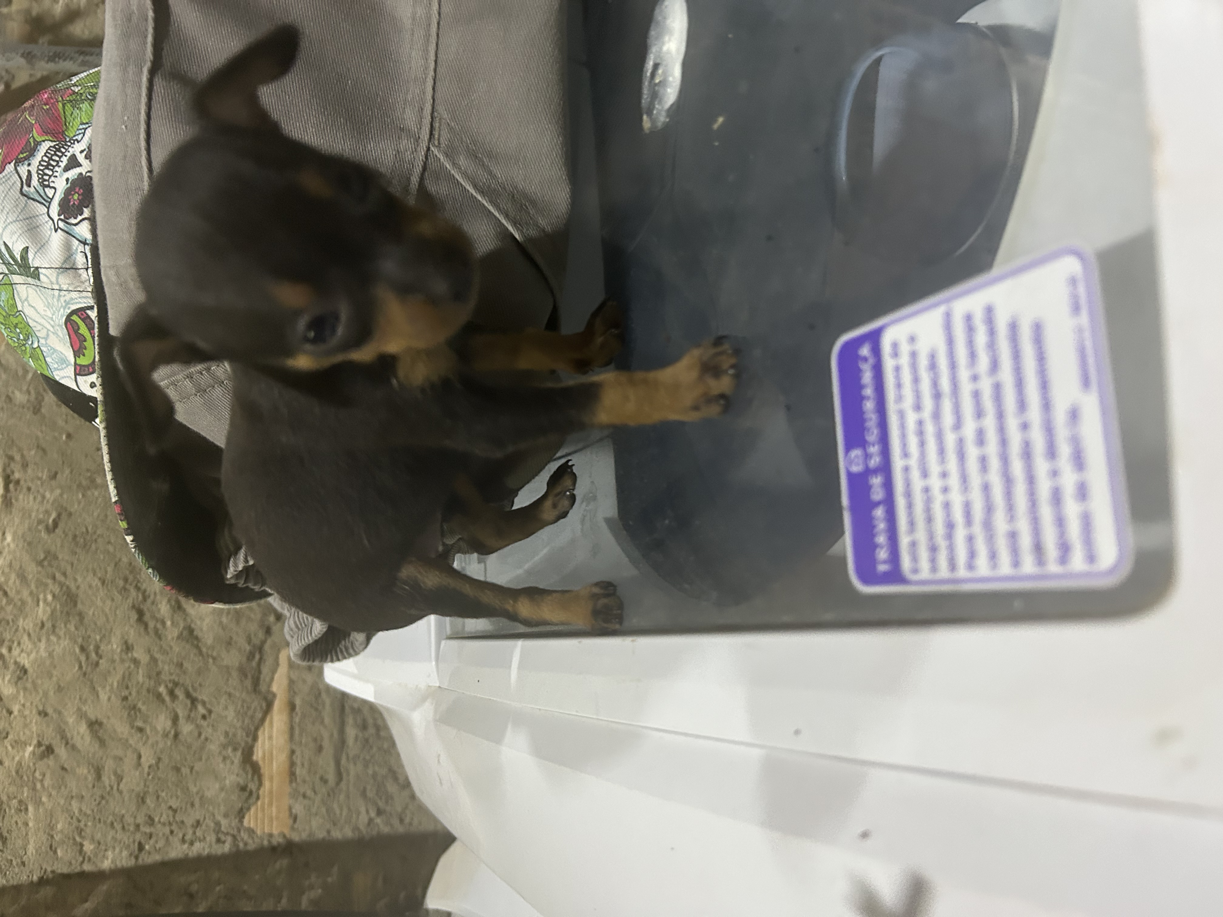 Portal Vendocão Cachorro pinscher Belo Horizonte
