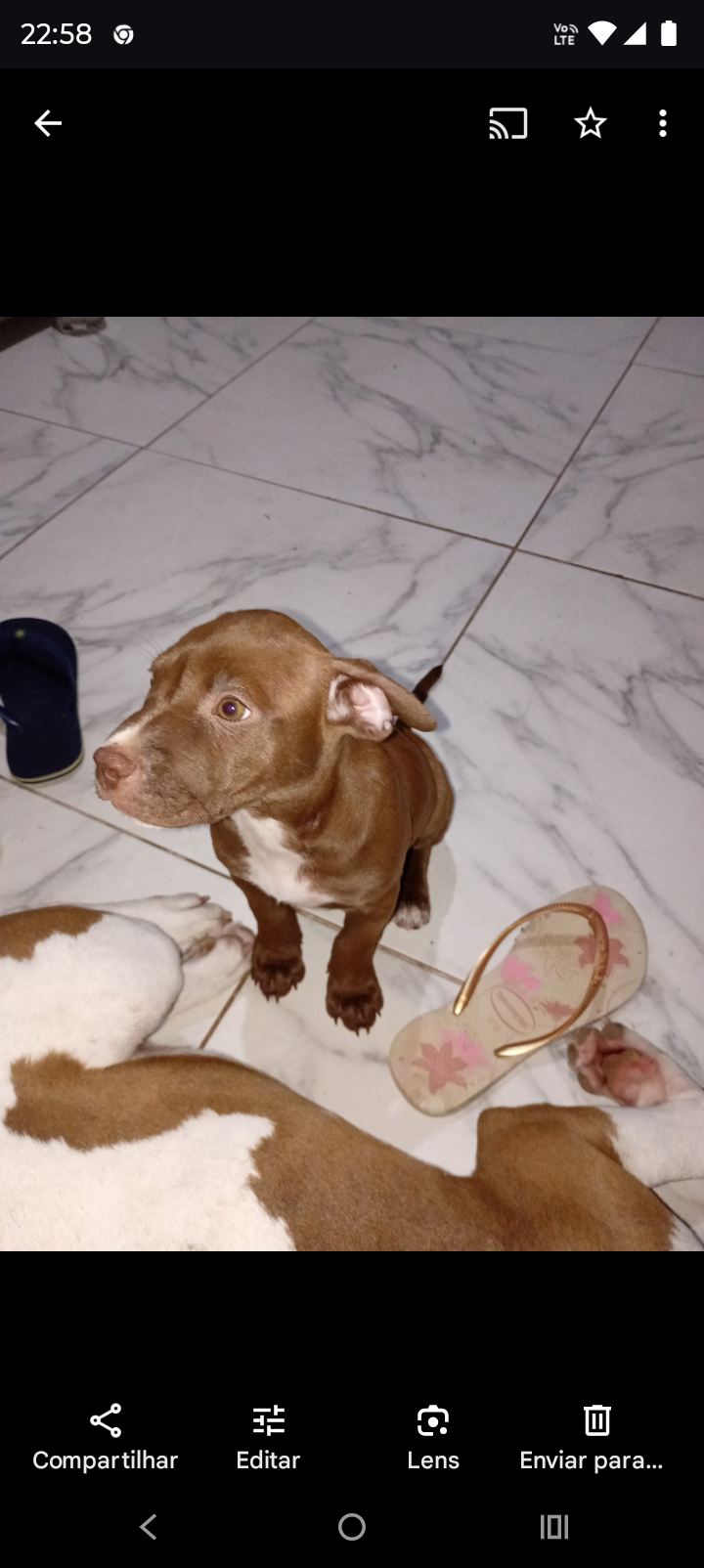 Cachorro Pitibu  - Foto 2