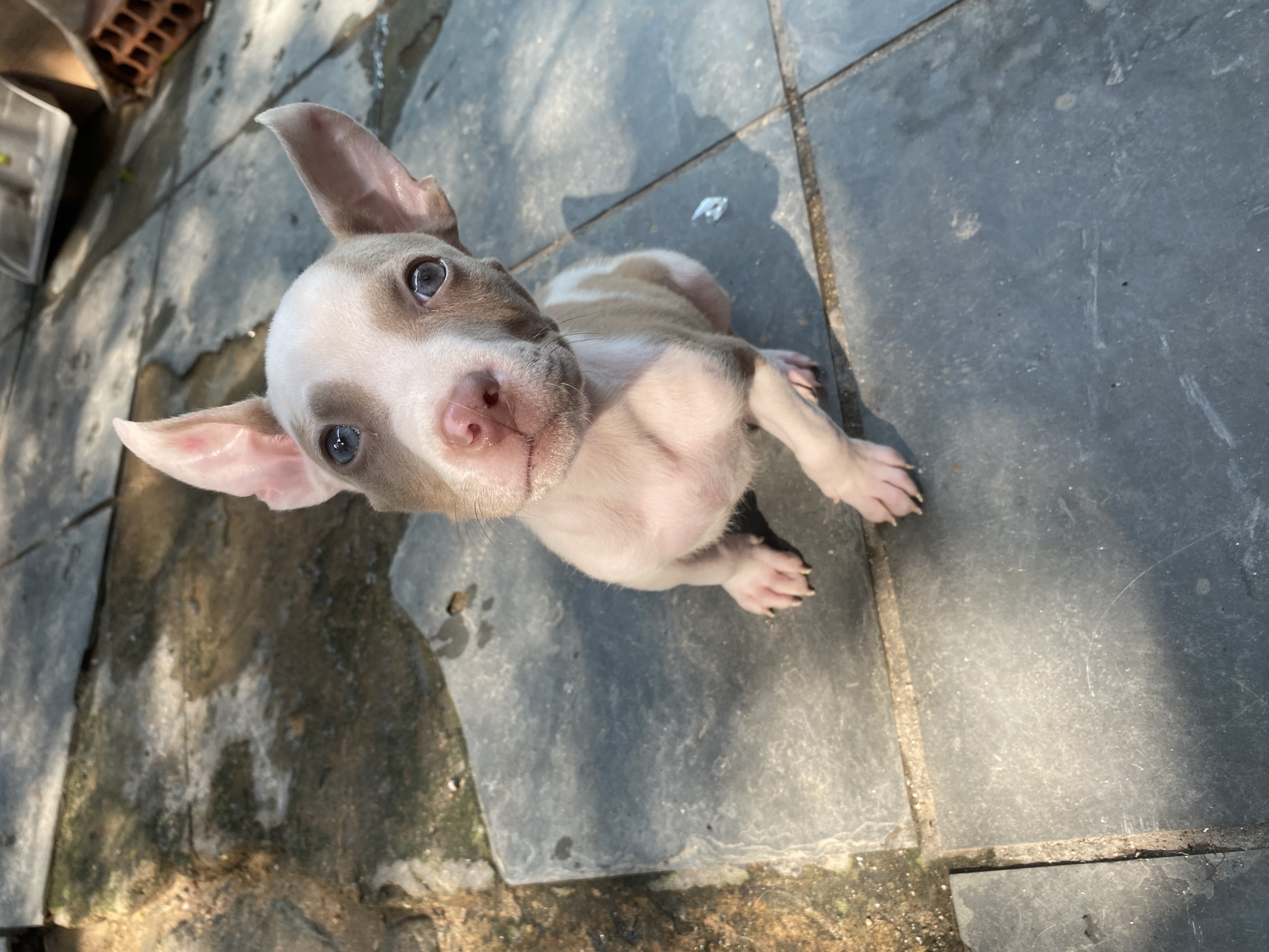 Portal Vendocão Vende-se filhote de Pitbull red nose Zona oeste