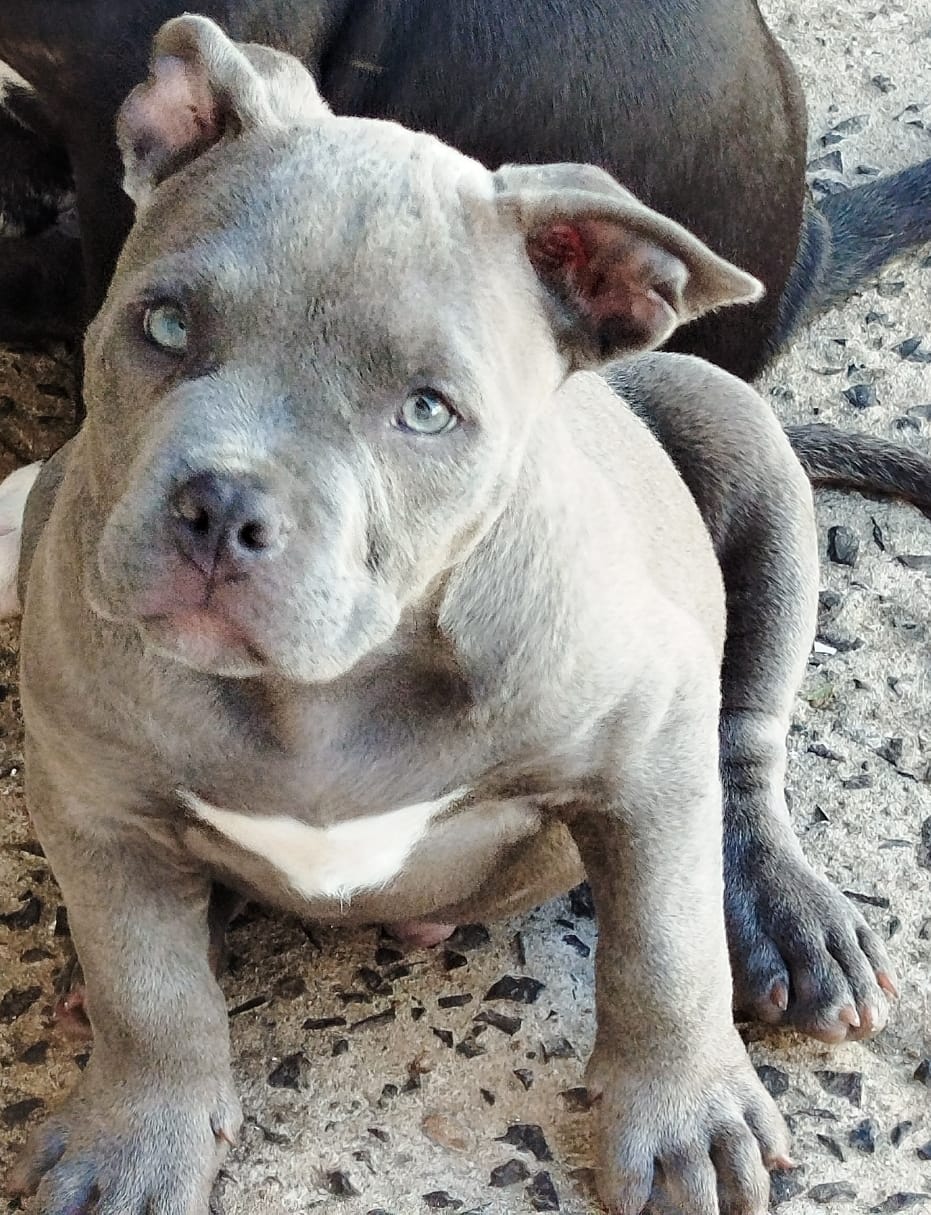 Portal Vendocão American Bully Standard  Bauru