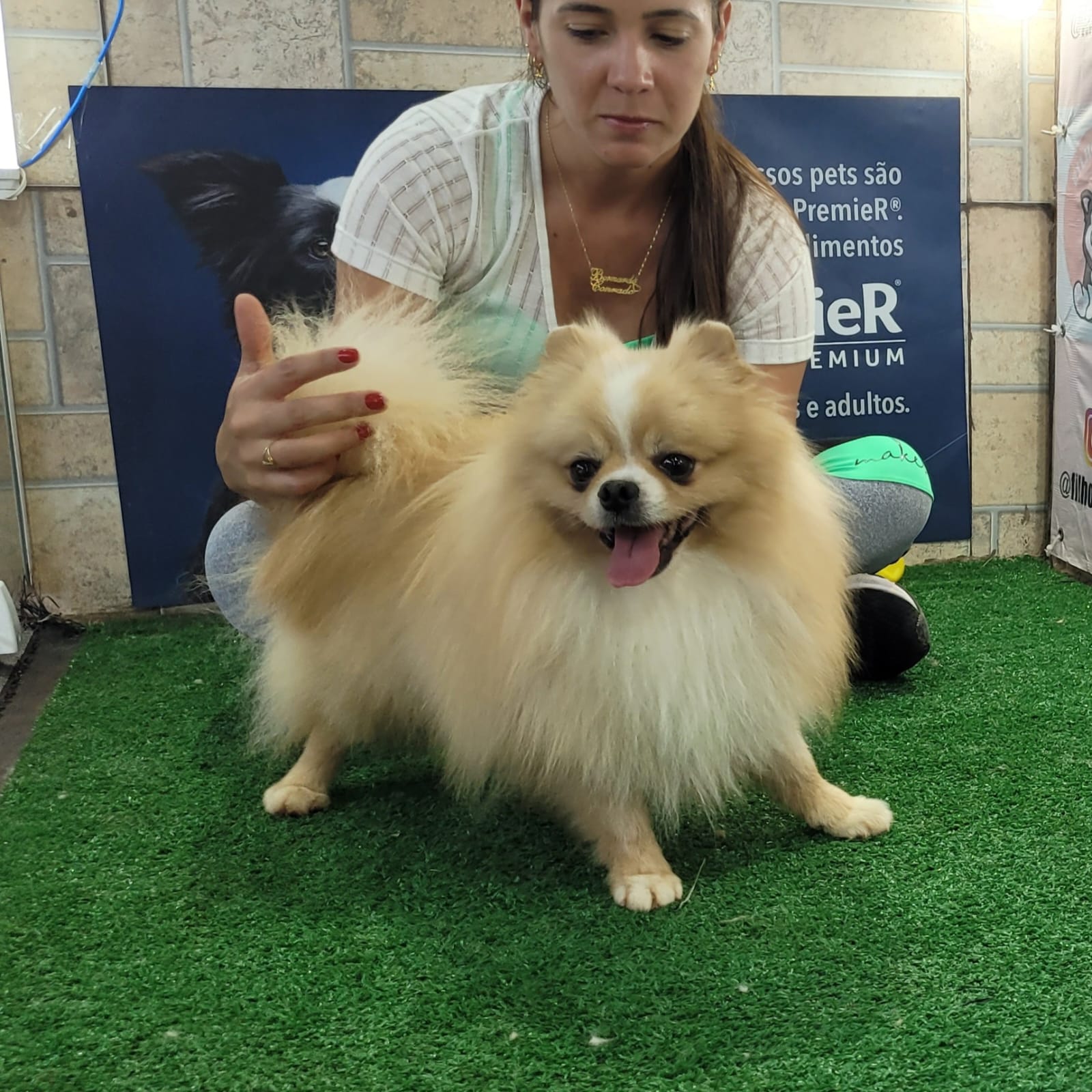 Portal Vendocão Lindos filhotes de Lulu da Pomerânia  Ponte Alta norte