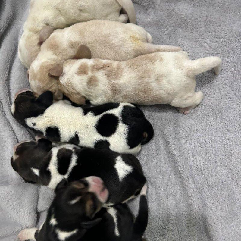 Vendo lindo Filhotes de beagle