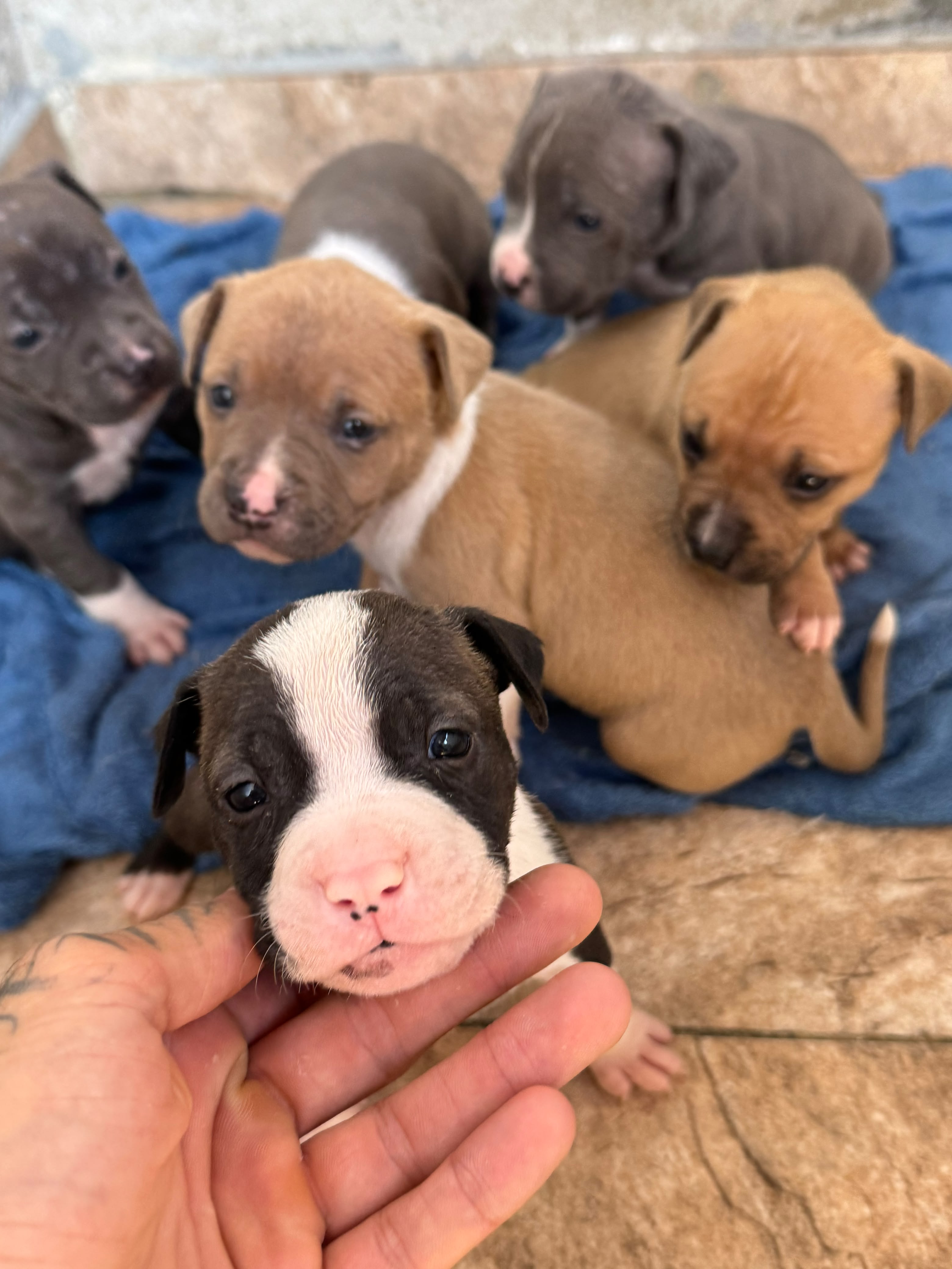 Filhotes American bully - Foto 2