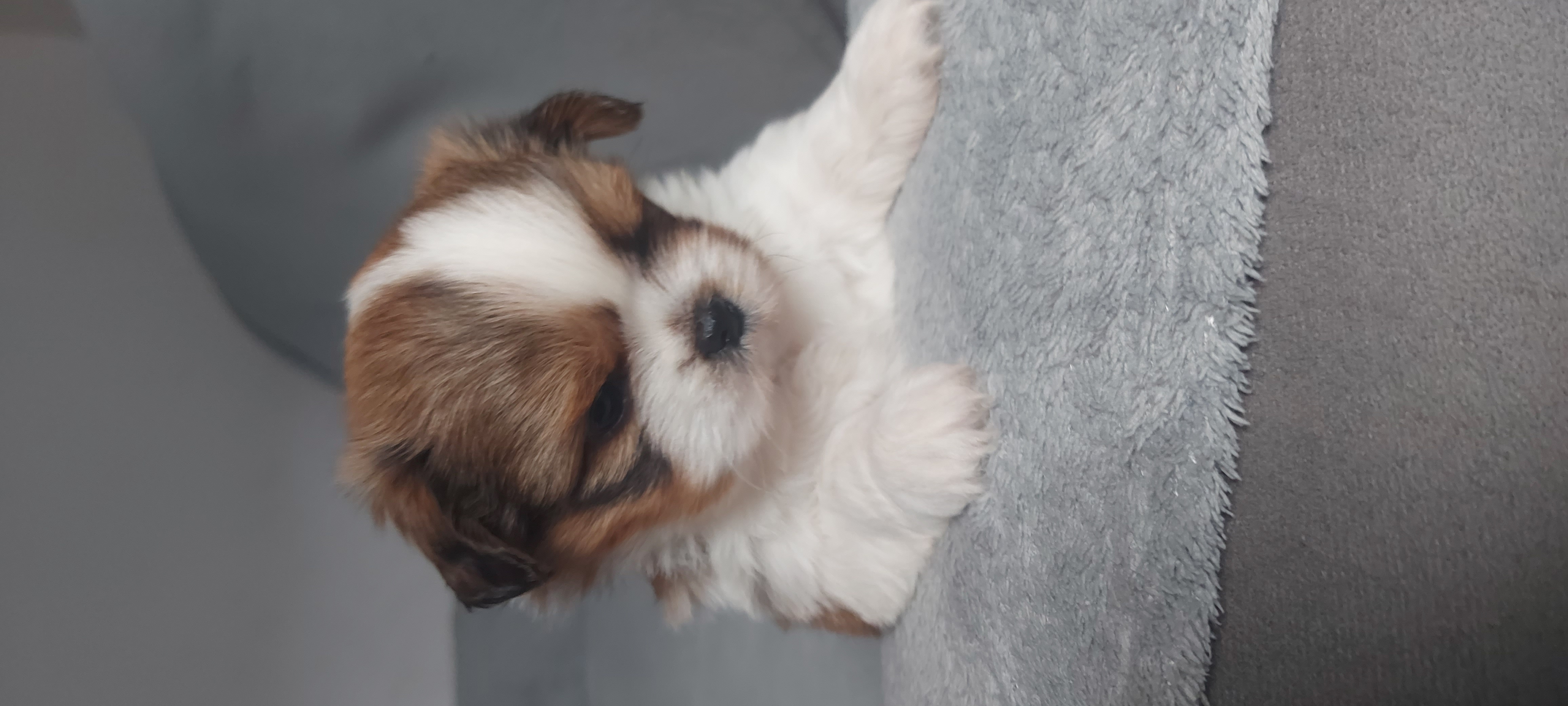Portal Vendocão Vendo casal shih Tzu  Montes Claros