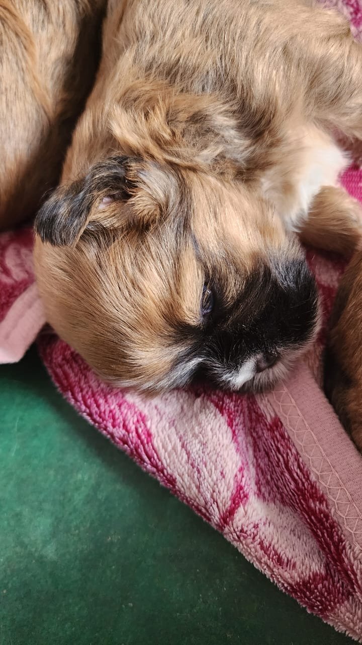 Filhotes Shih Tzu Cores lindas e raras - Foto 4