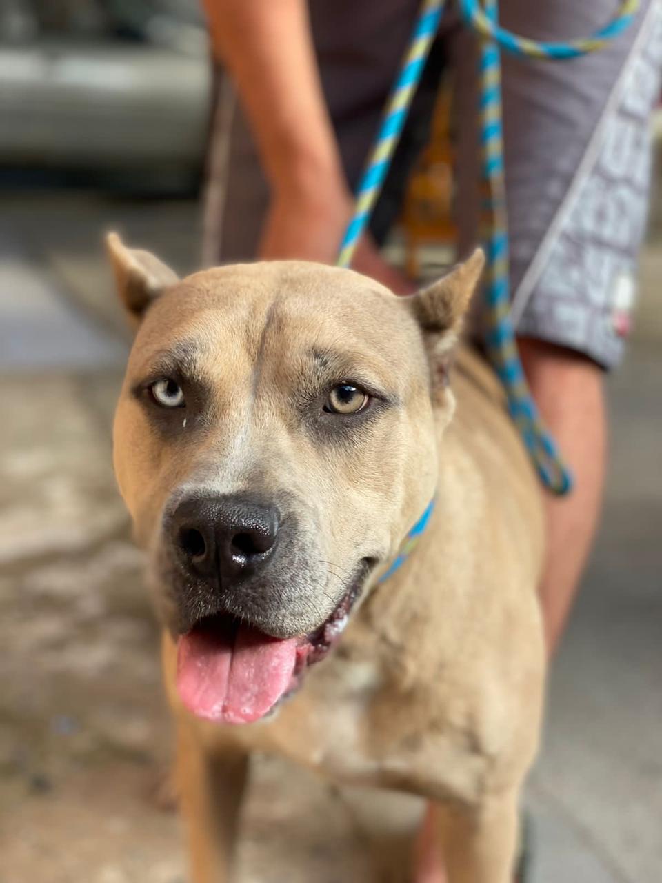 Portal Vendocão VENDO FEMEA PIT MONSTER Joinville