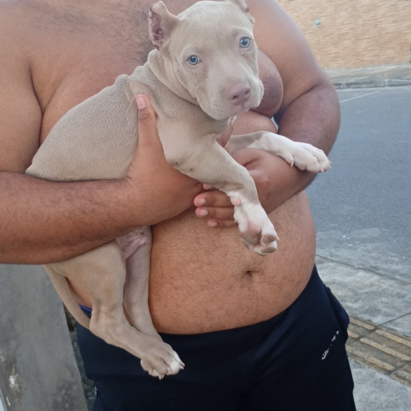 VENDE-SE UM PIT MONSTER