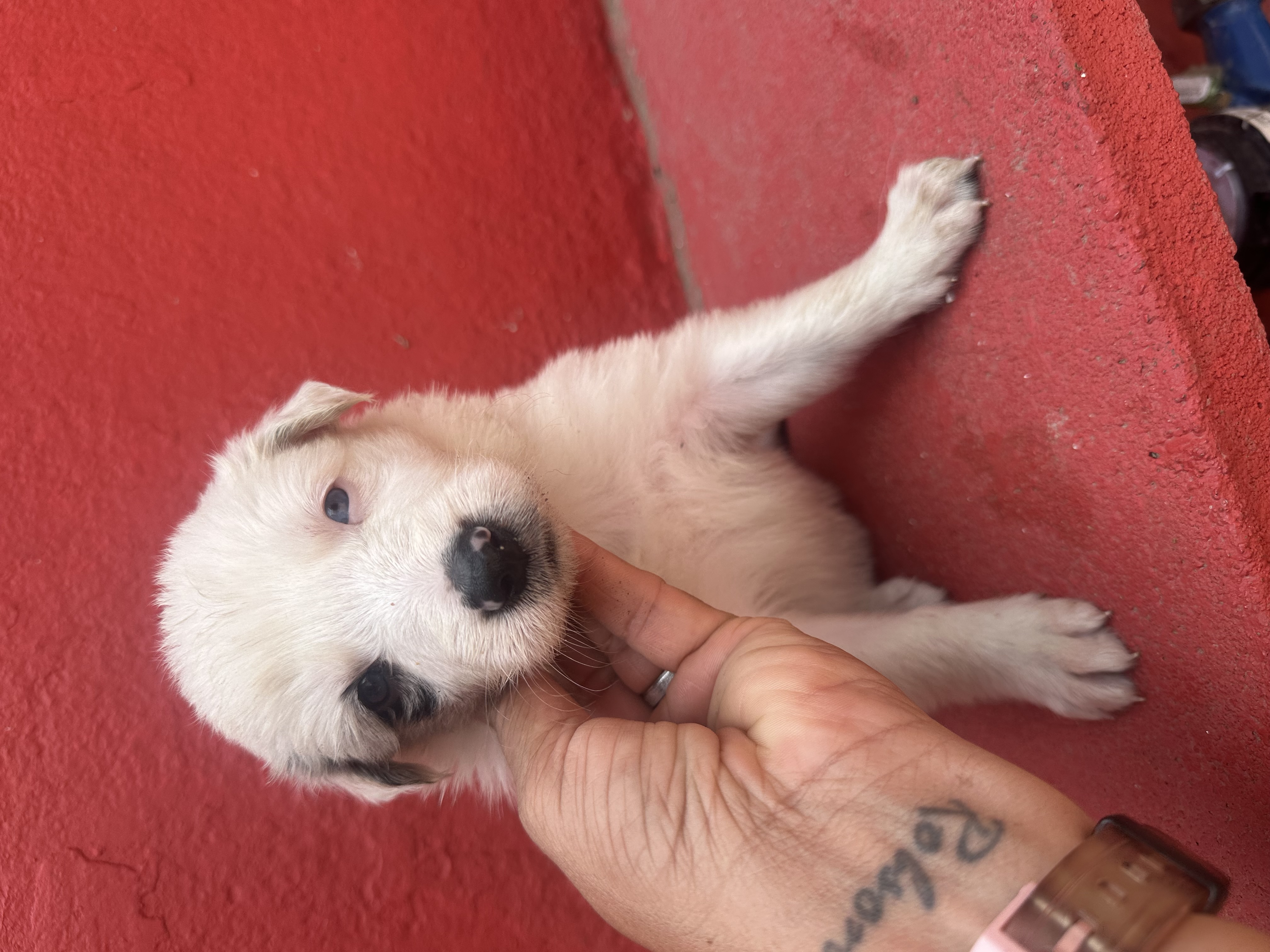 Portal Vendocão Border collie  Porto Alegre 