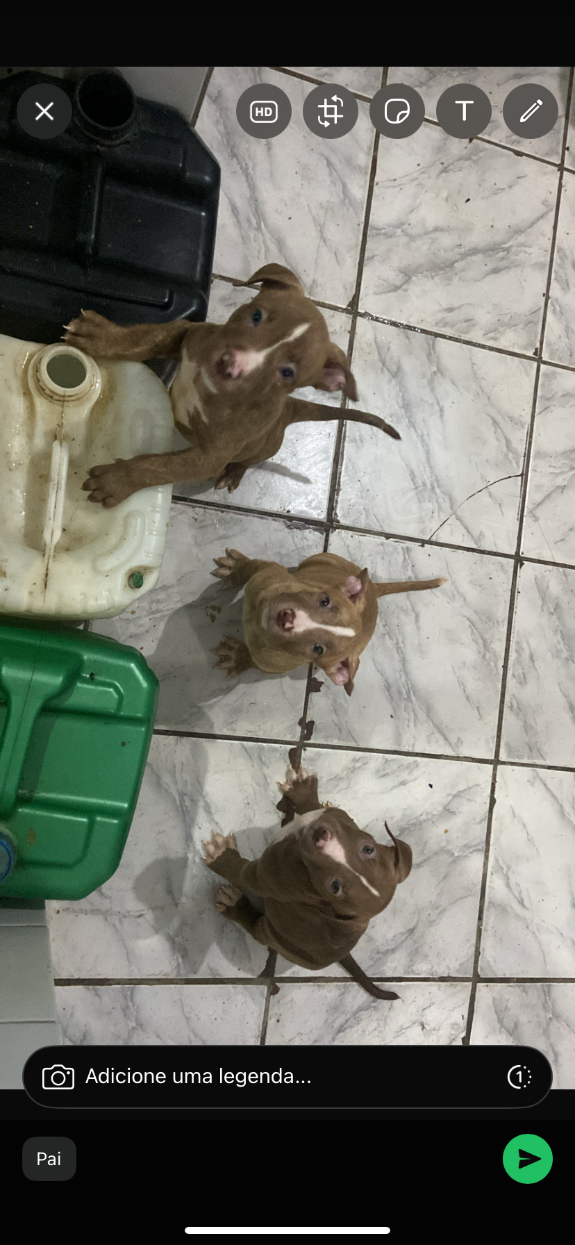 Portal Vendocão 3 filhotes de pitbull  Cabo de santo agostinho