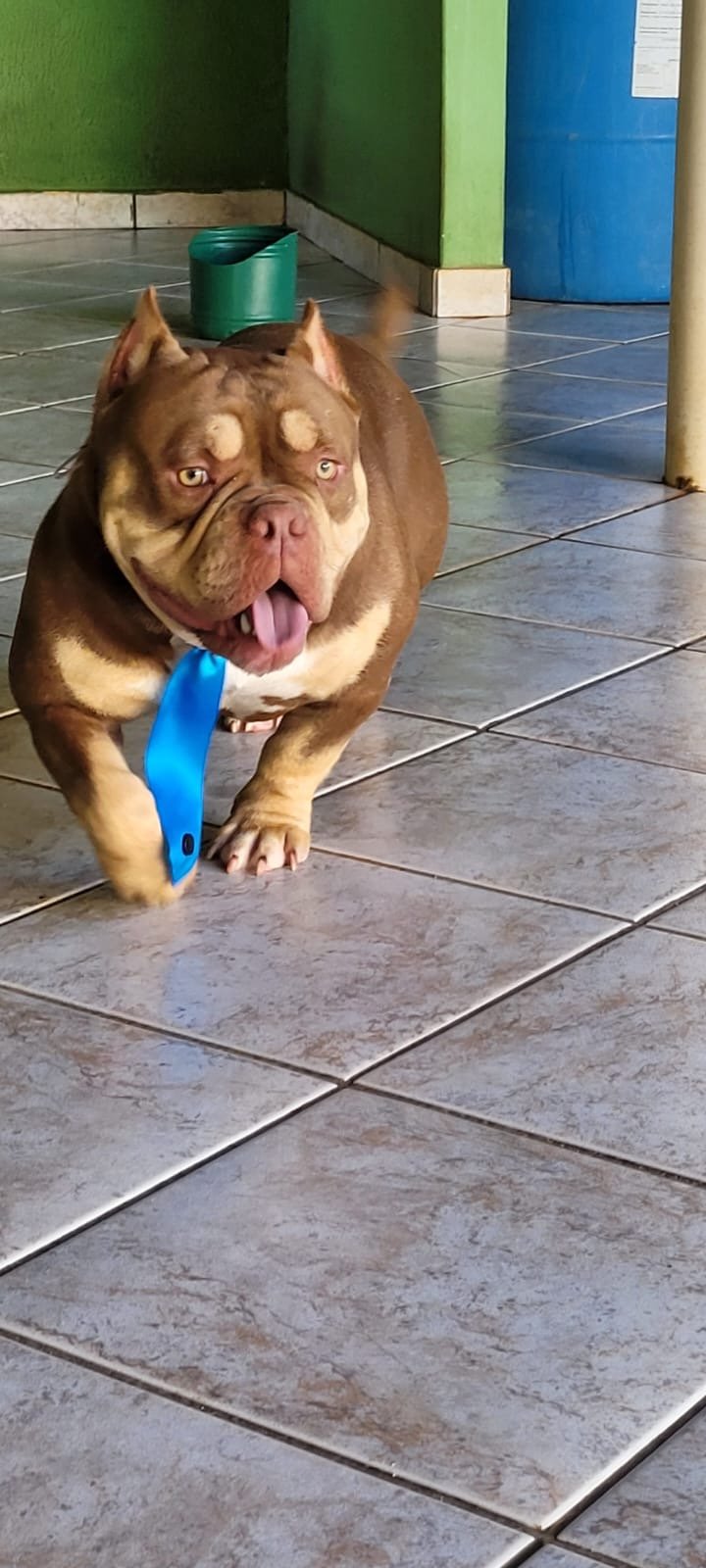 Vendo American Bully filhote