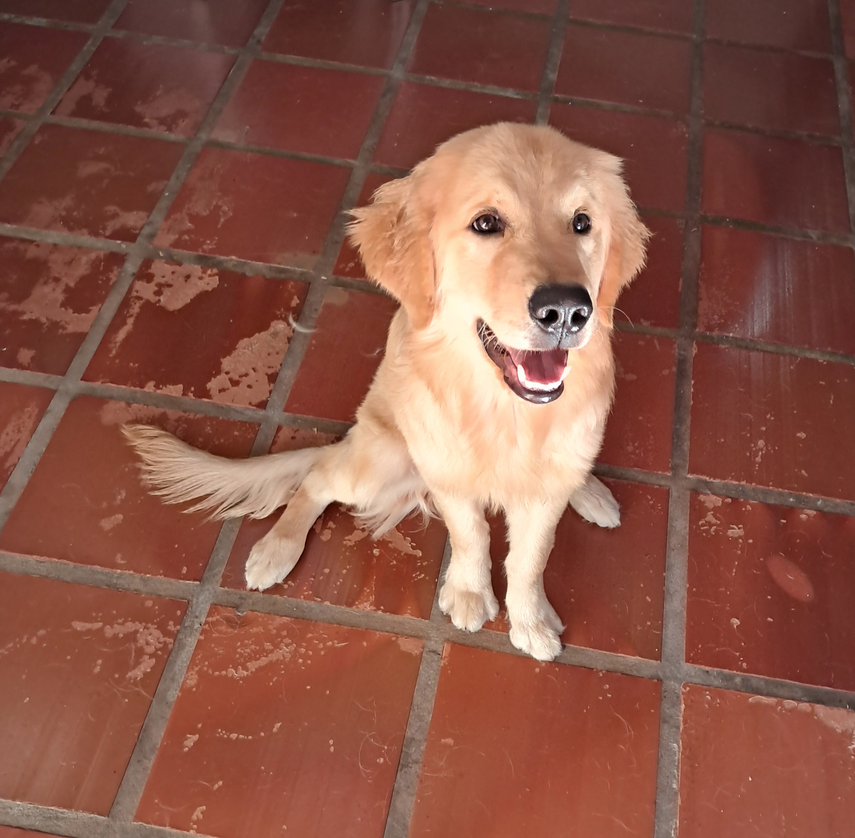 Golden retriever filhote  - Foto 1