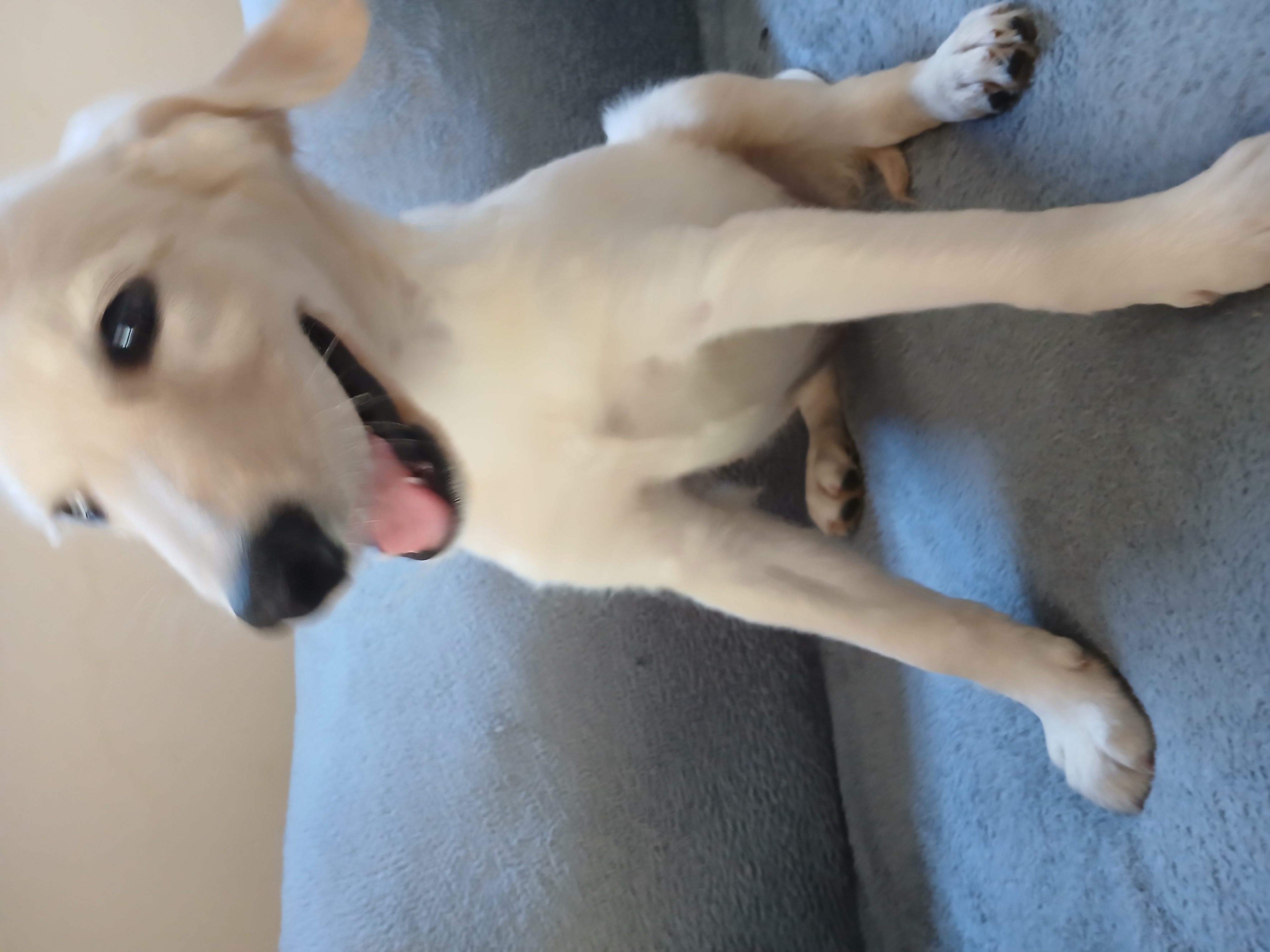Portal Vendocão VENDO FILHOTE COM PEDIGREE  João Pessoa PB