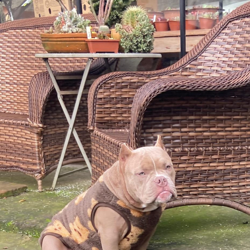 Filhotes de american bully micro - Foto 4