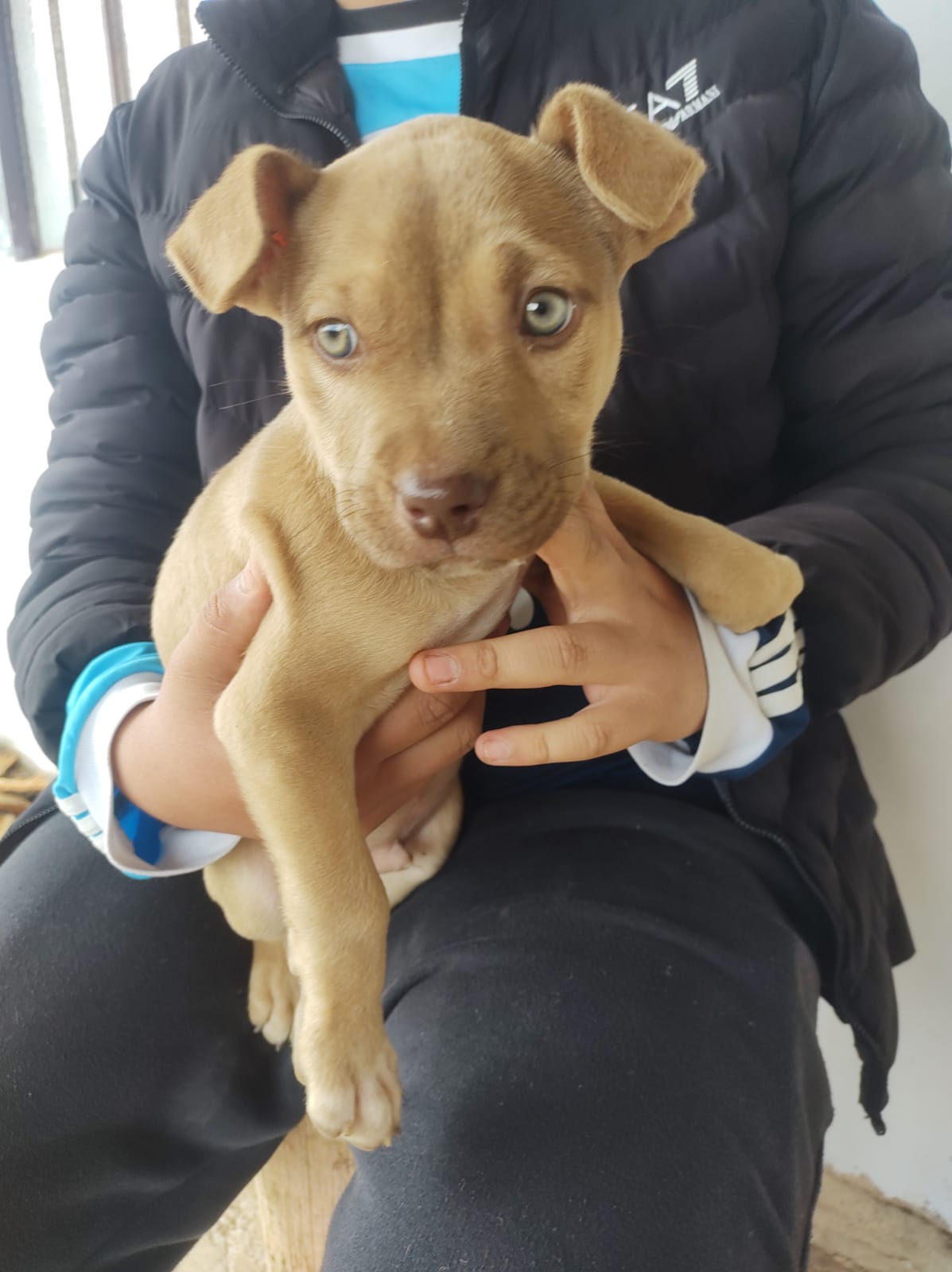 Portal Vendocão Cão  Quitandinha 