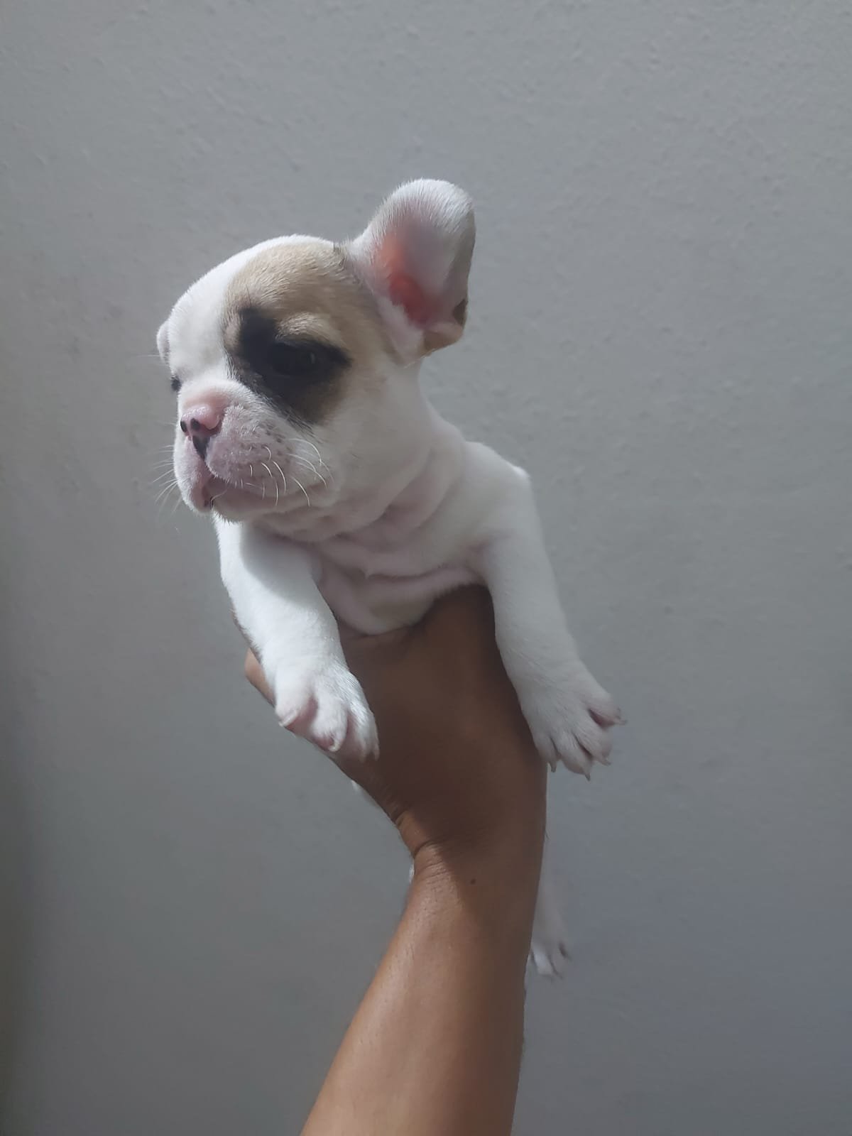 Buldogue francês femea  - Foto 2