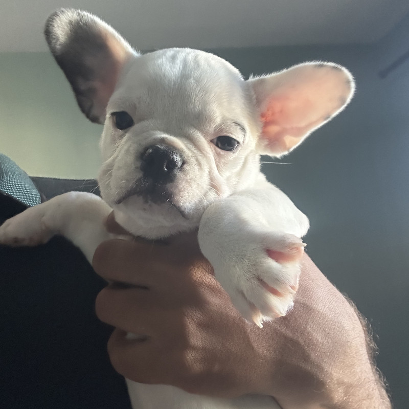 Filhote de Bull dog francês melhor da ninhada - Foto 2