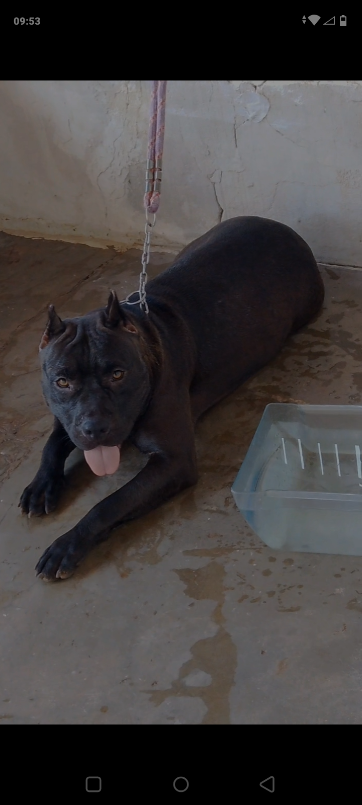 Portal Vendocão Vendo american bully Goiânia 
