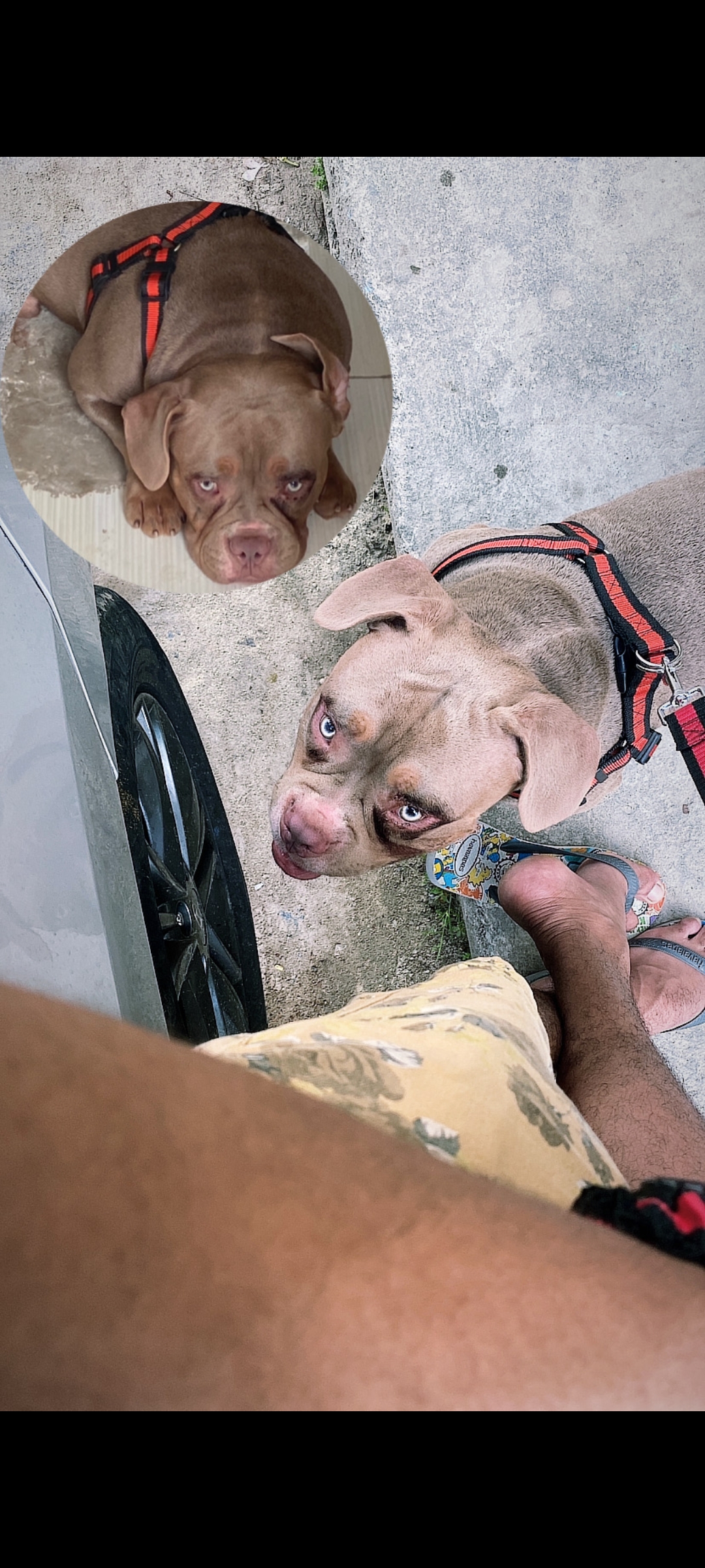 Portal Vendocão American bully super Dócil  Recife