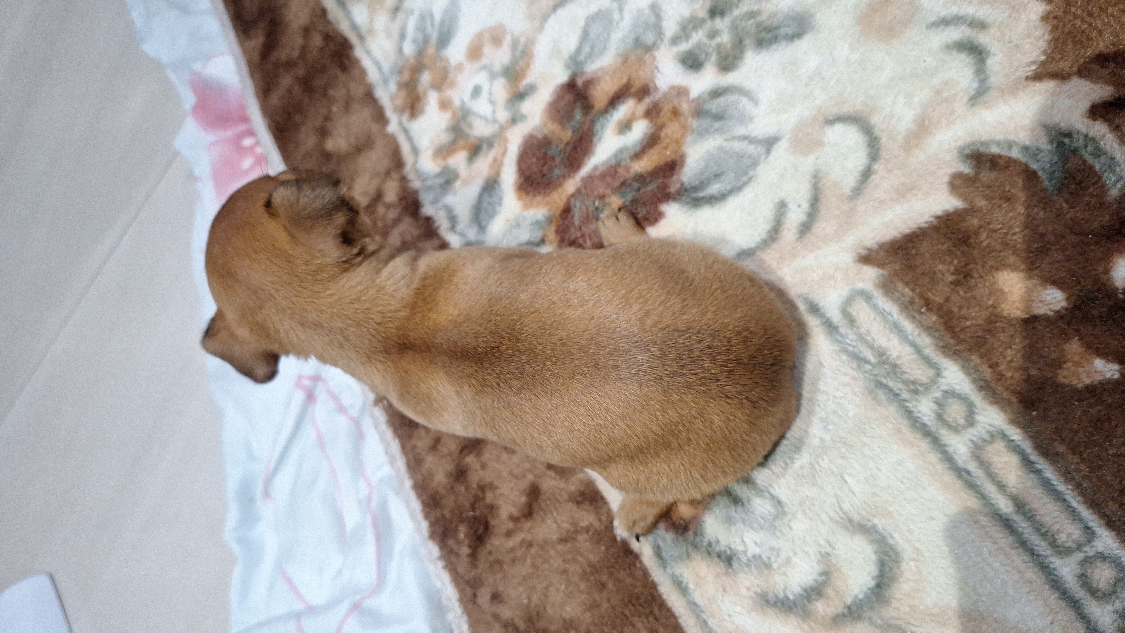 Cachorro Pinscher  - Foto 1