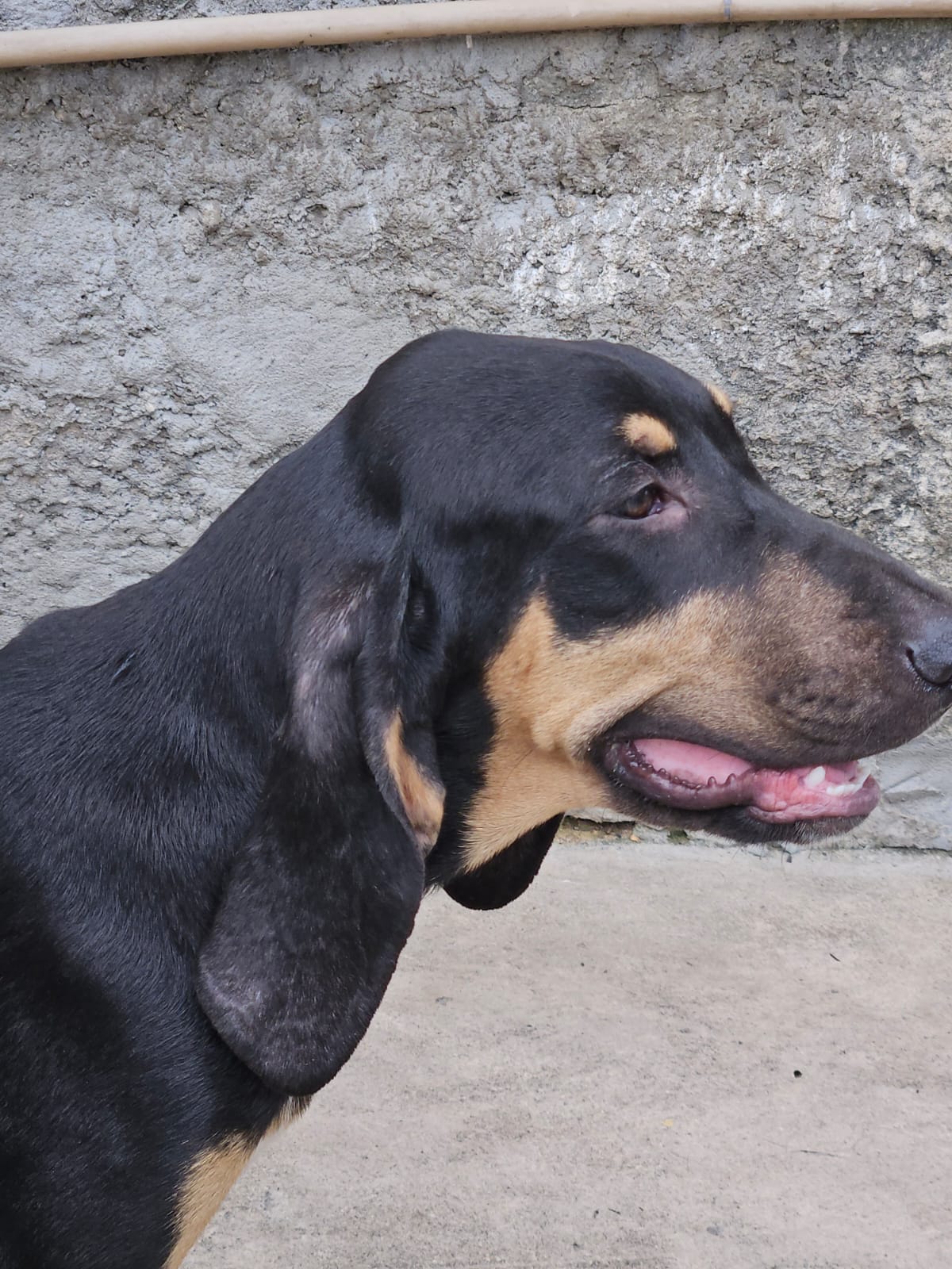 Cão de caça 
