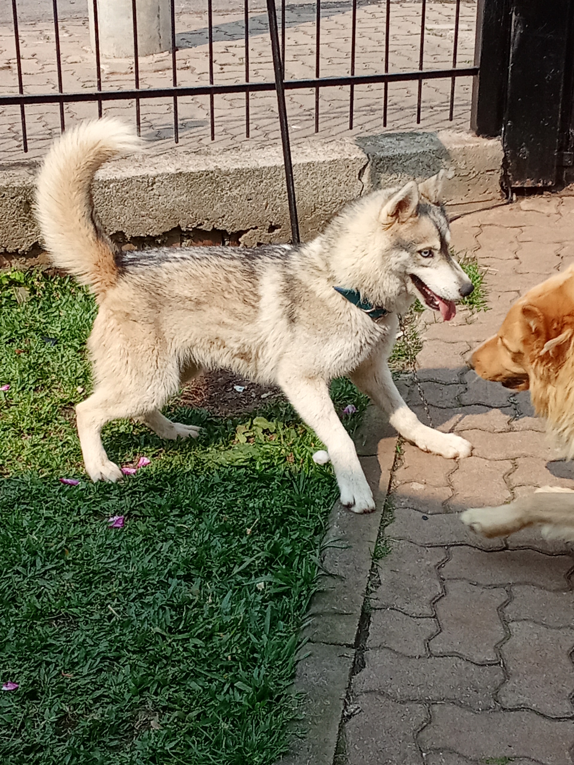 Portal Vendocão Husky siberiano Fêmea  Passo fundo 