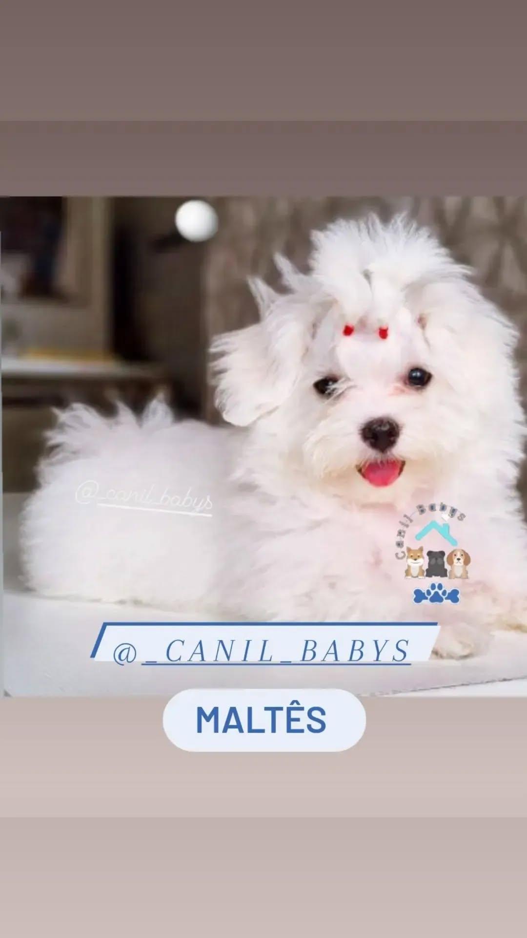 Portal Vendocão Maltes  Olinda