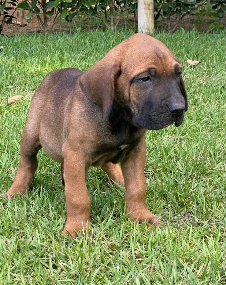 Filhote Macho Fila Brasileiro - Foto 2