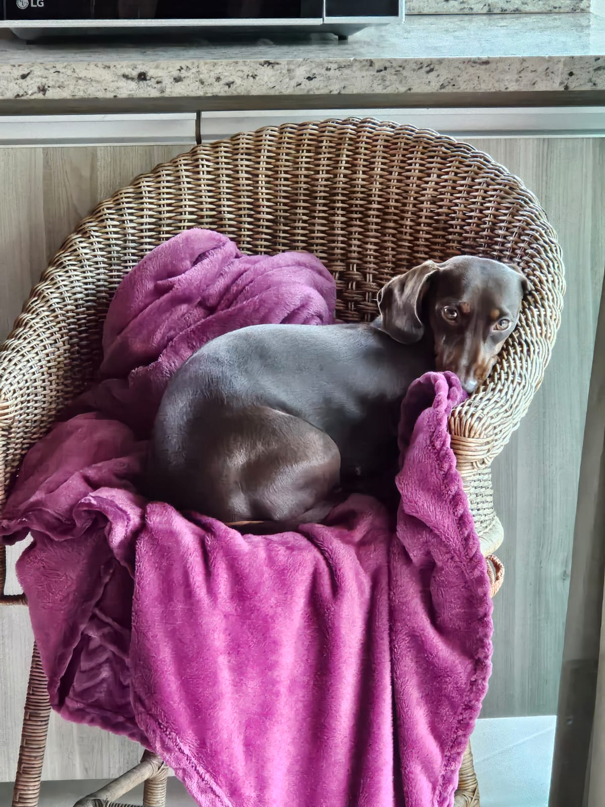 2 Lindos Filhotes Dachshund (salsicha) Vacinados e Desverminados - Foto 5