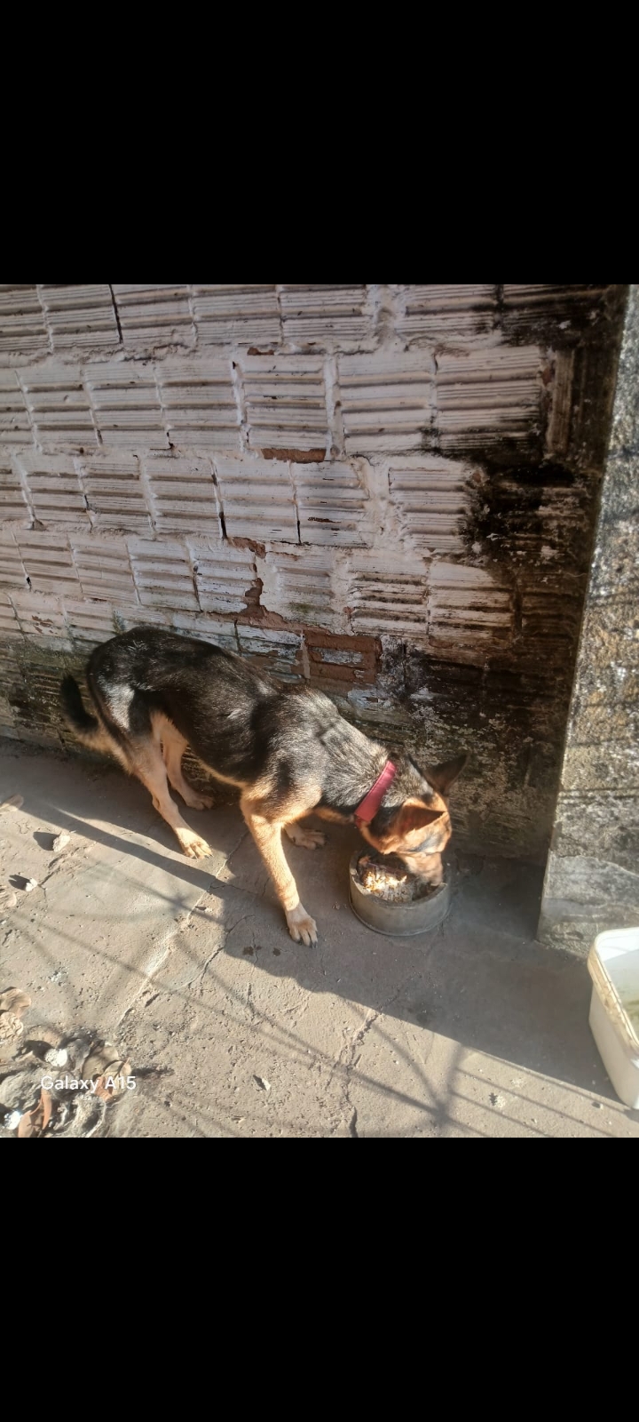 Portal Vendocão Cachorro pastor alemão Caucaia 