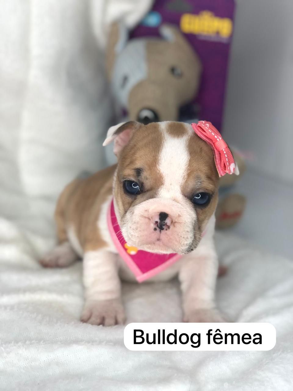 Portal Vendocão Filhotes de Bulldog Francês de Linhagem Excelente Curitiba